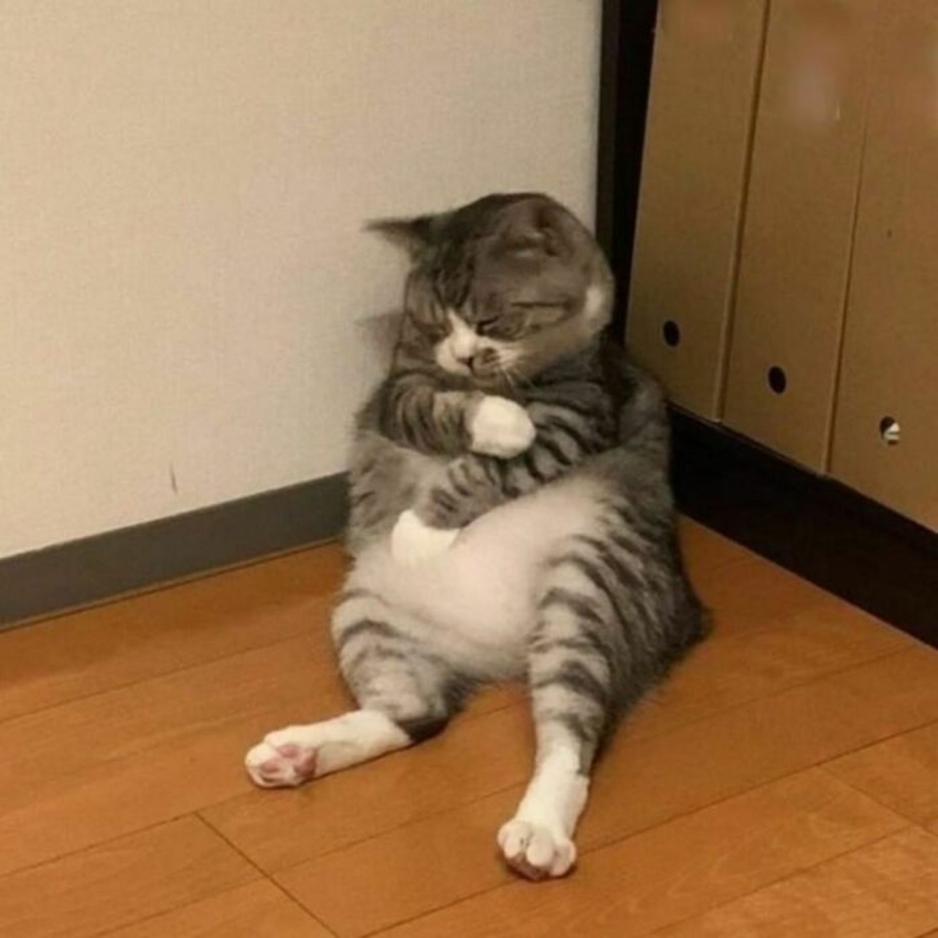 گربه چمباتمه‌ زده