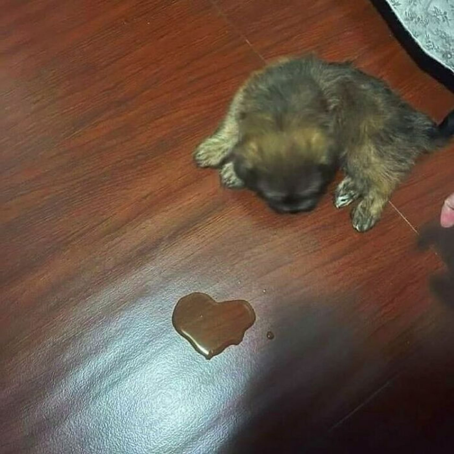 ادرار توله سگ