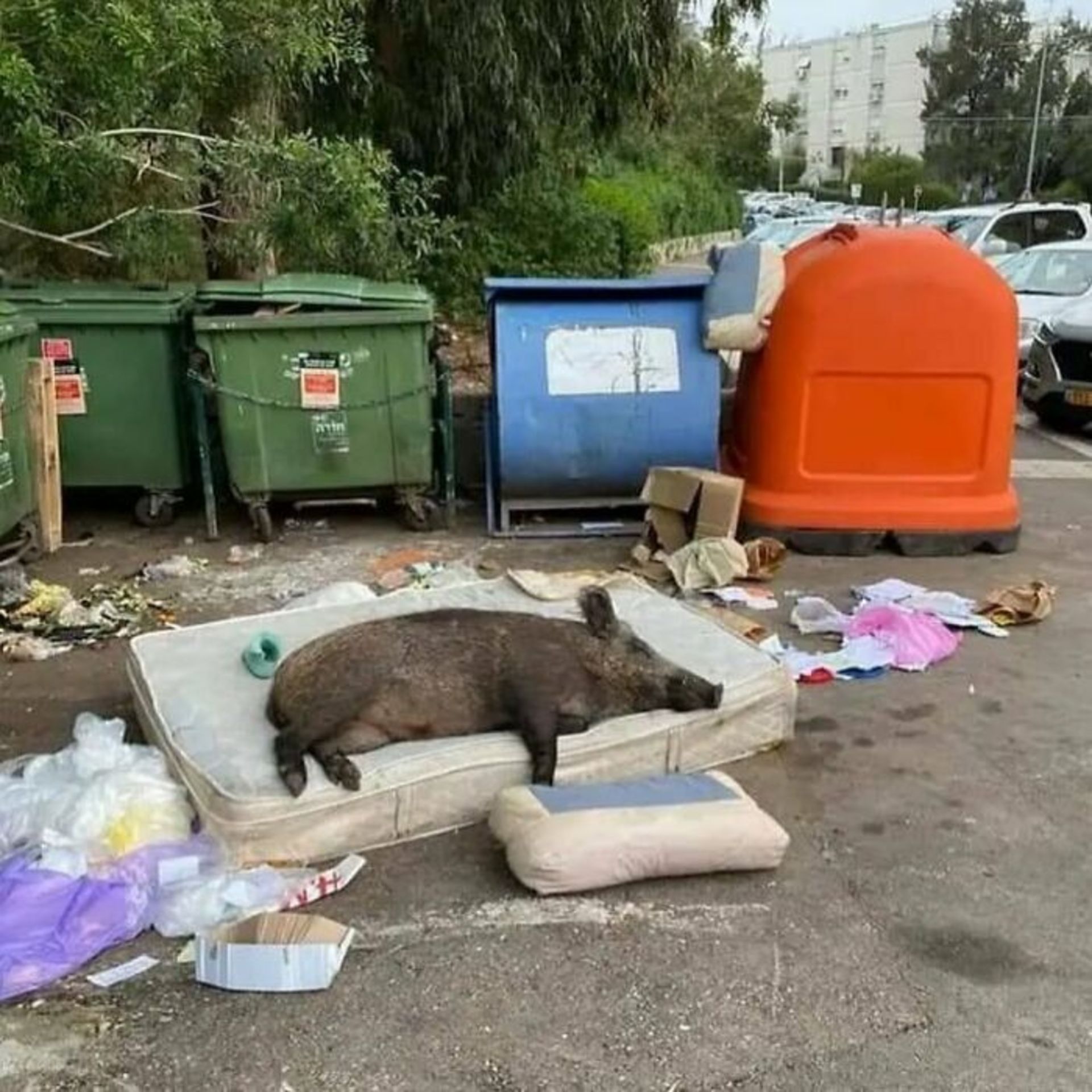 گراز خوابیده روی تشک 