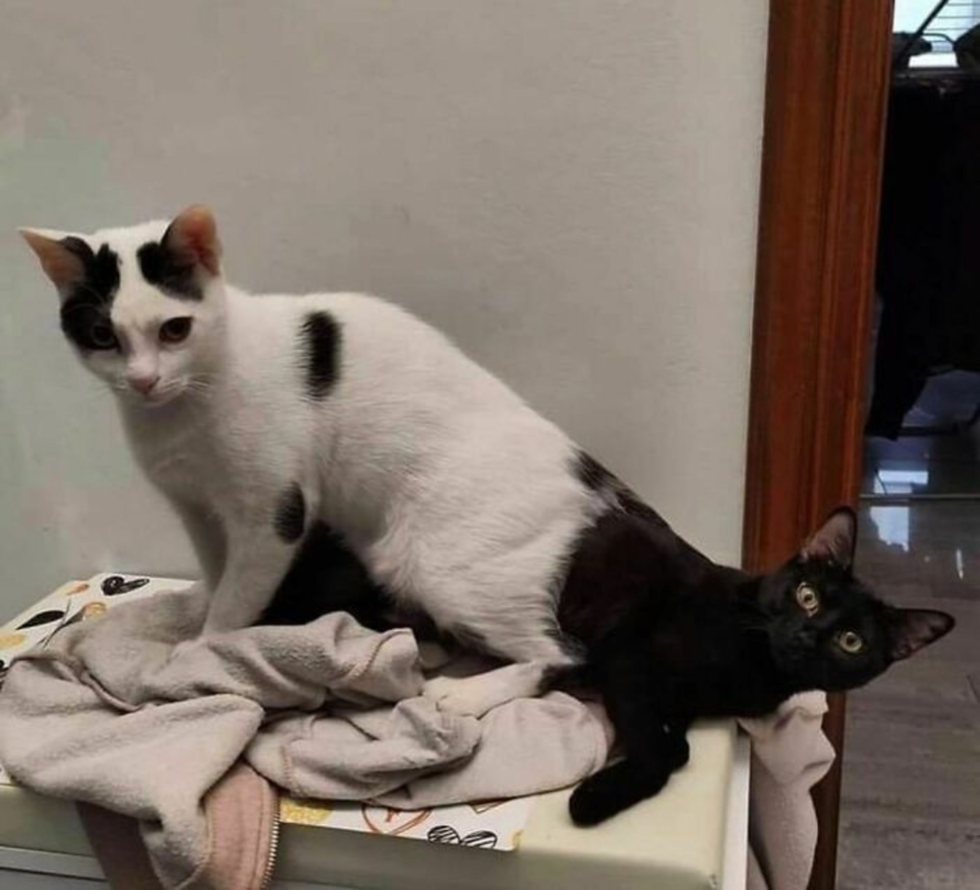 گربه سیاه و گربه سفید