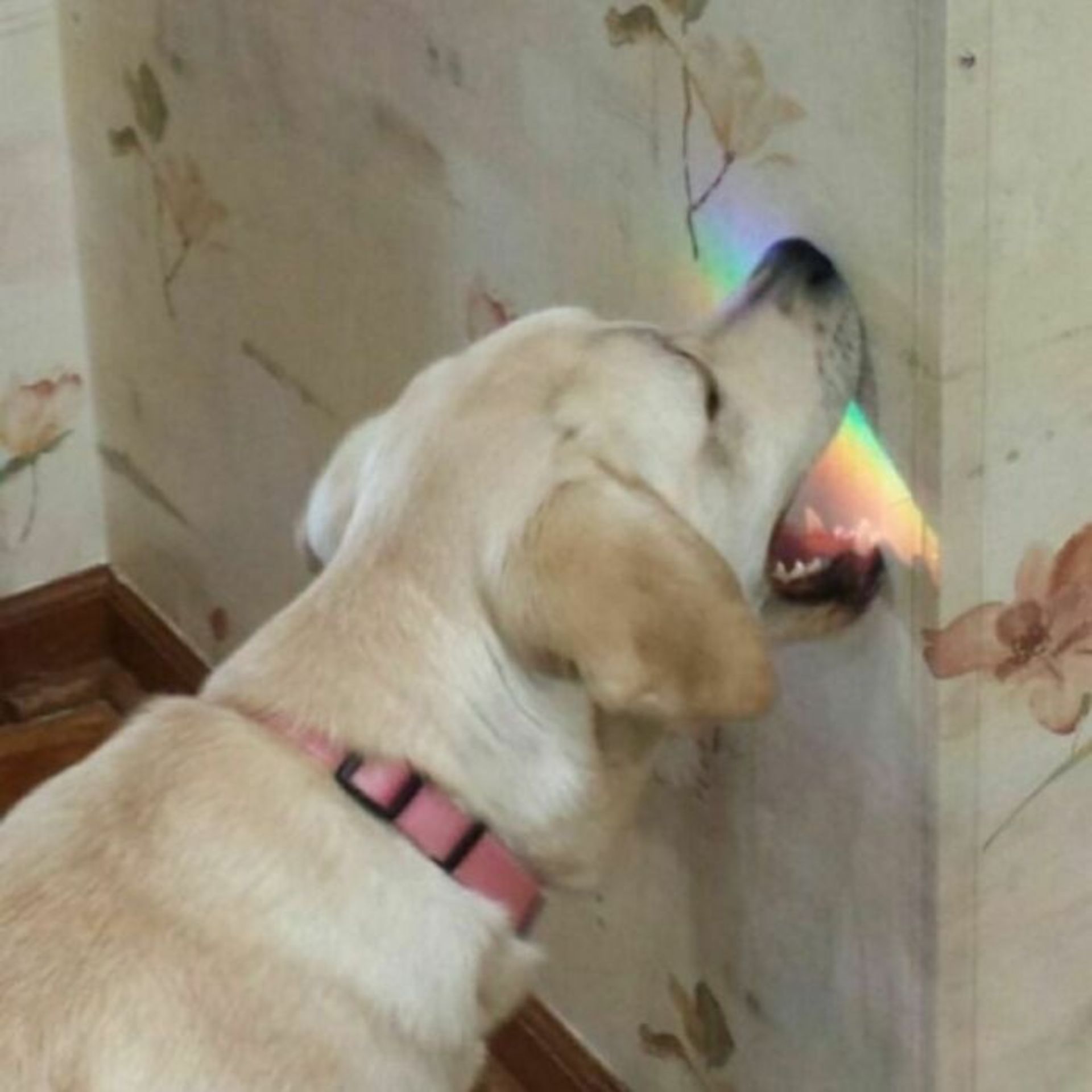 سگ در حال گرفتن سایه رنگین‌ کمانی روی دیوار