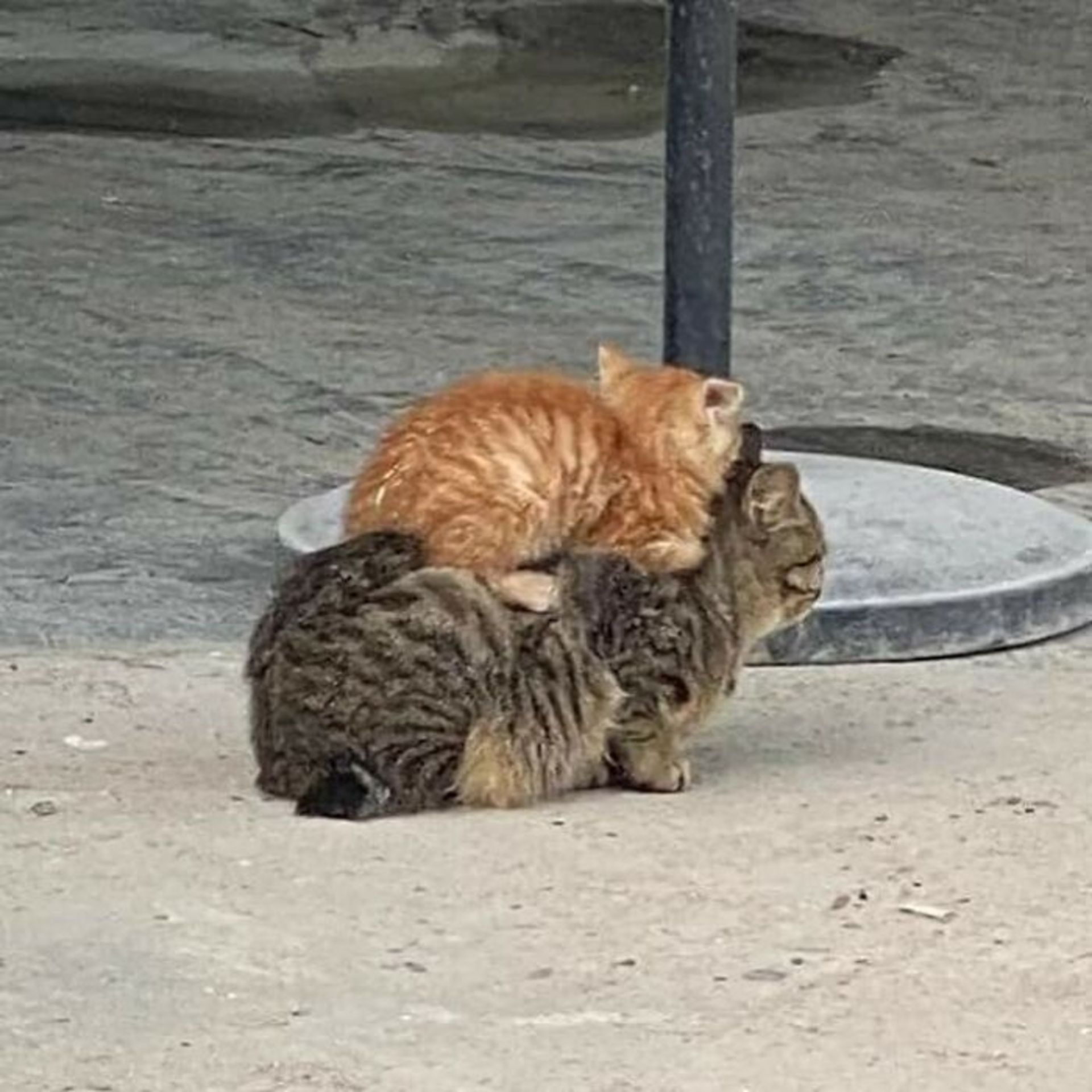 گربه نارنجی روی گربه قهوه‌ای