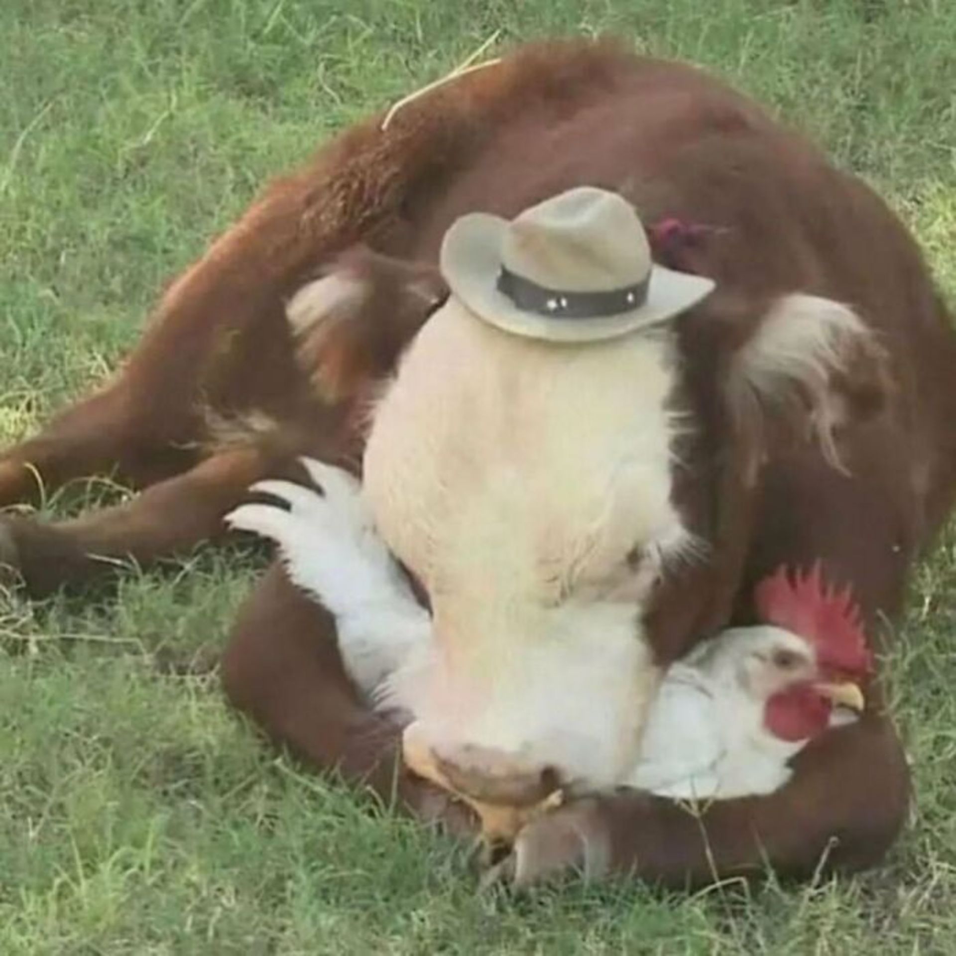 خروس در آغوش گاو