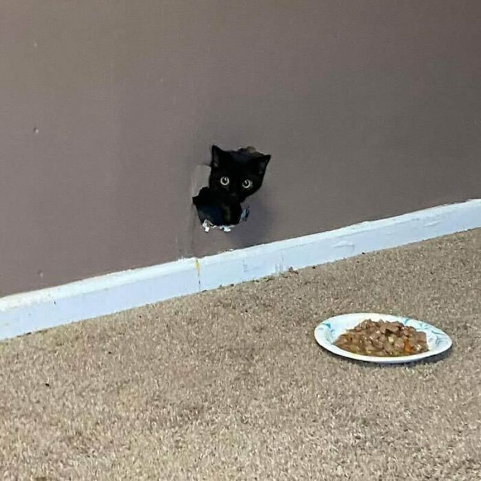 گربه داخل دیوار و ظرف غذای خشک