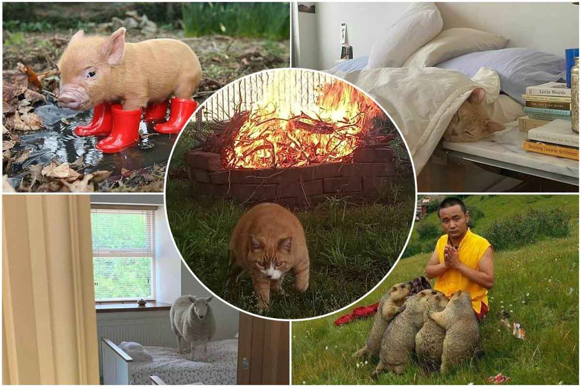 حیوانات خارج از ماتریکس