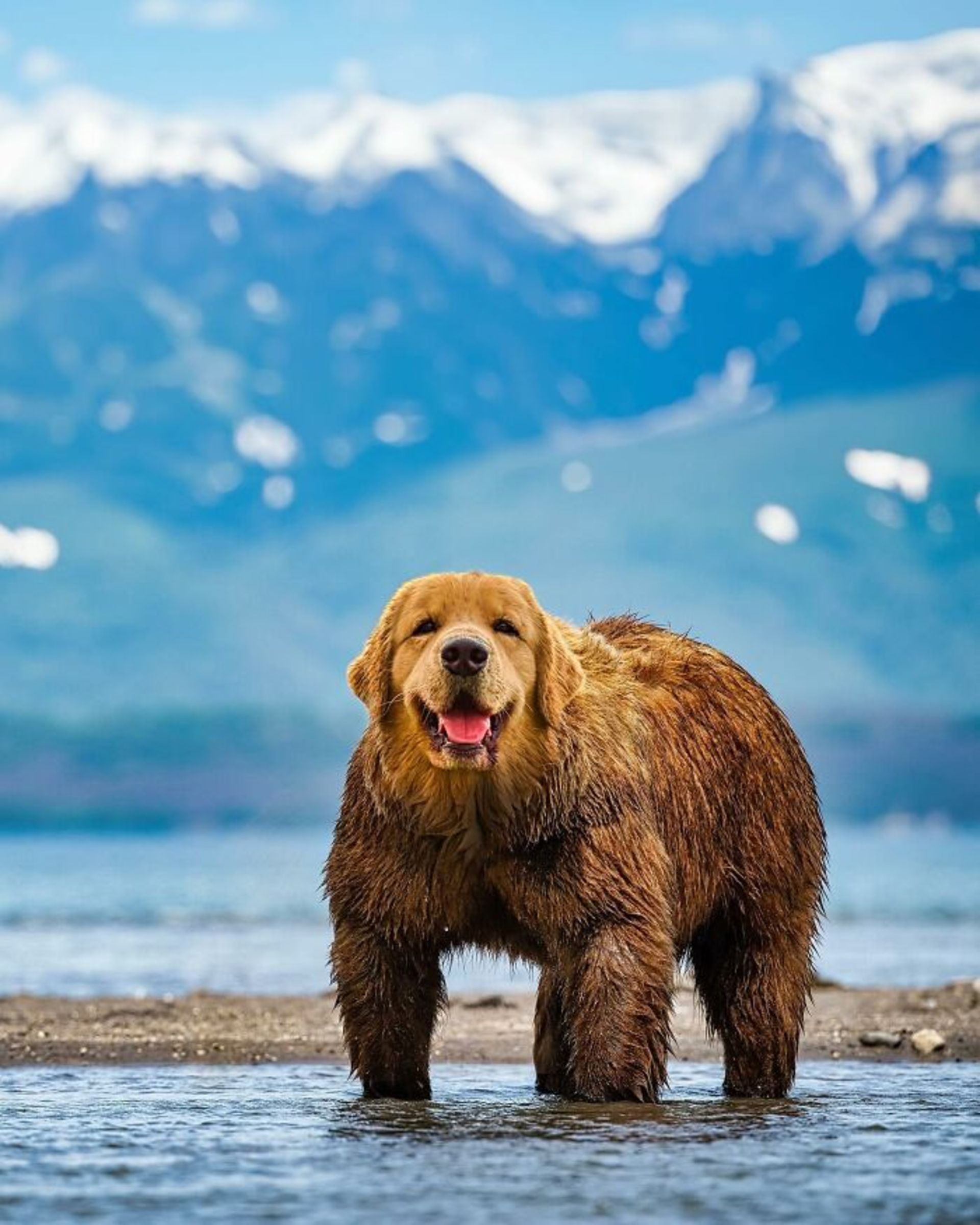 حیوان هیبریدی - خرس سگ