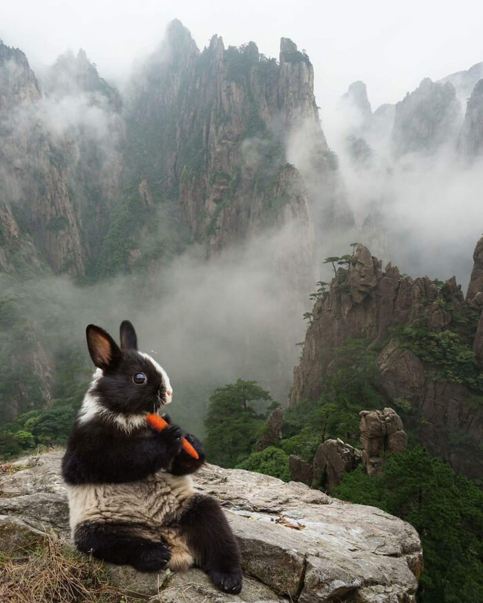 خرگوش پاندا هویج ارتفاعات