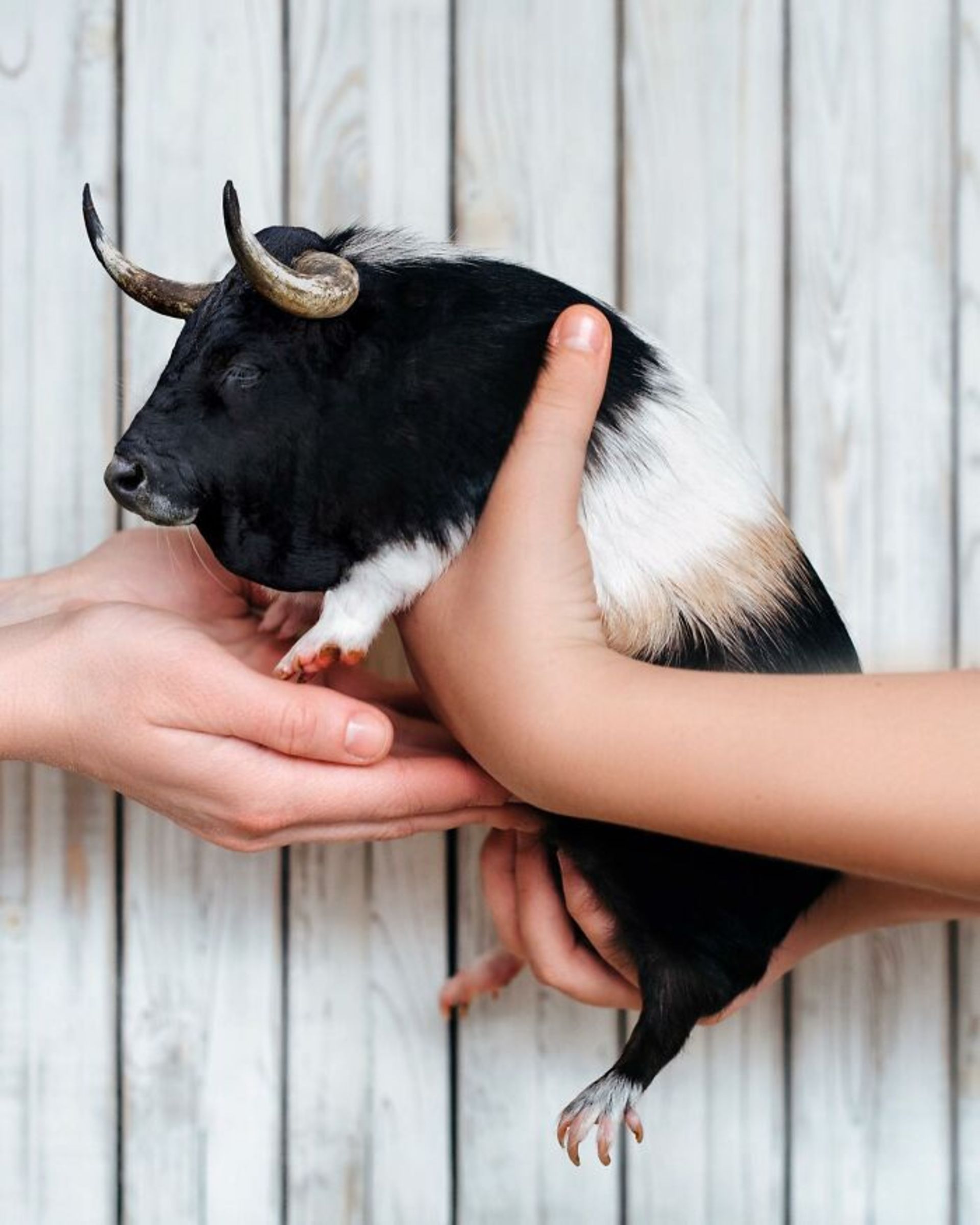 حیوان هیبریدی - گاو خوکچه هندی