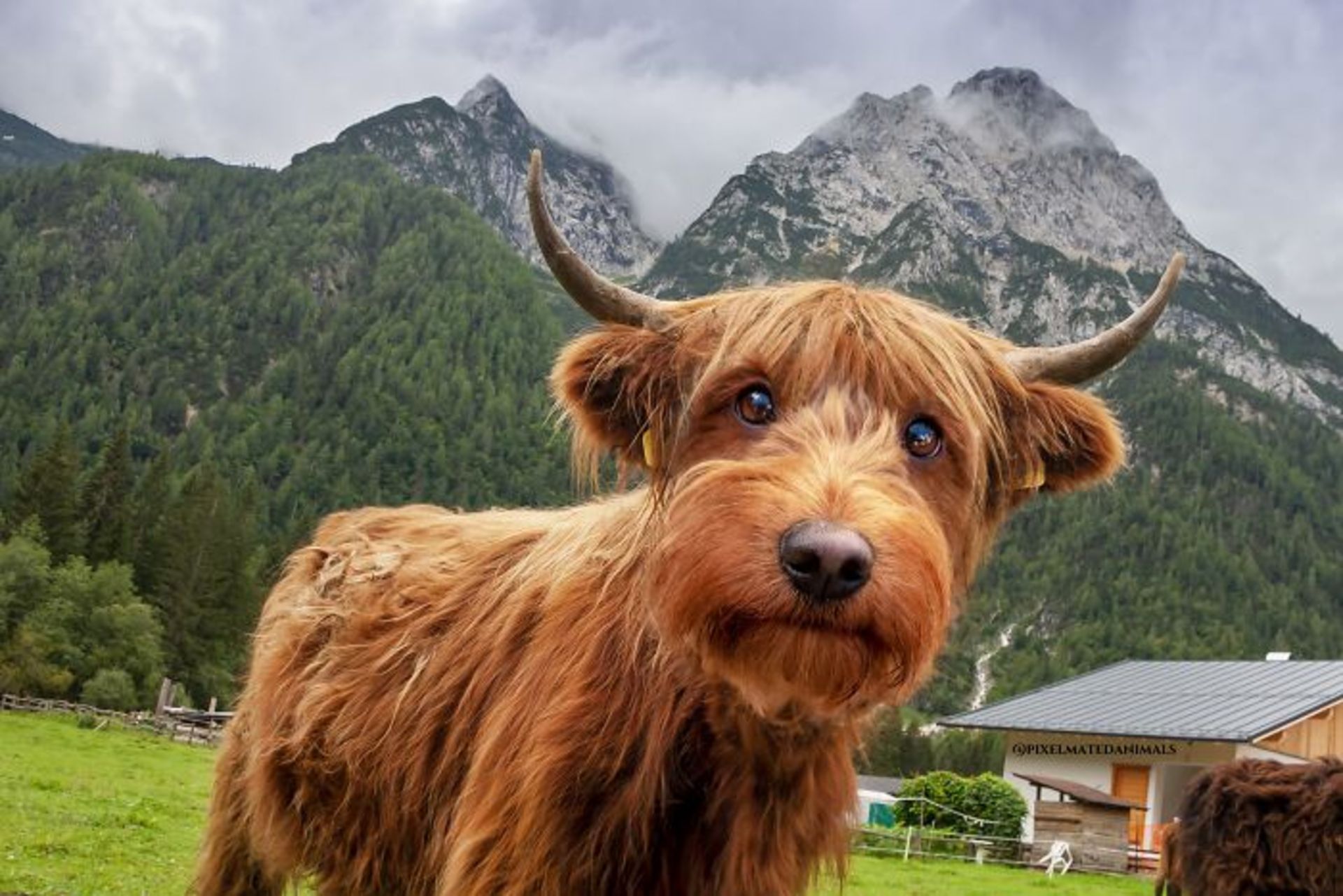 حیوان هیبریدی - گاو سگ در مزرعه