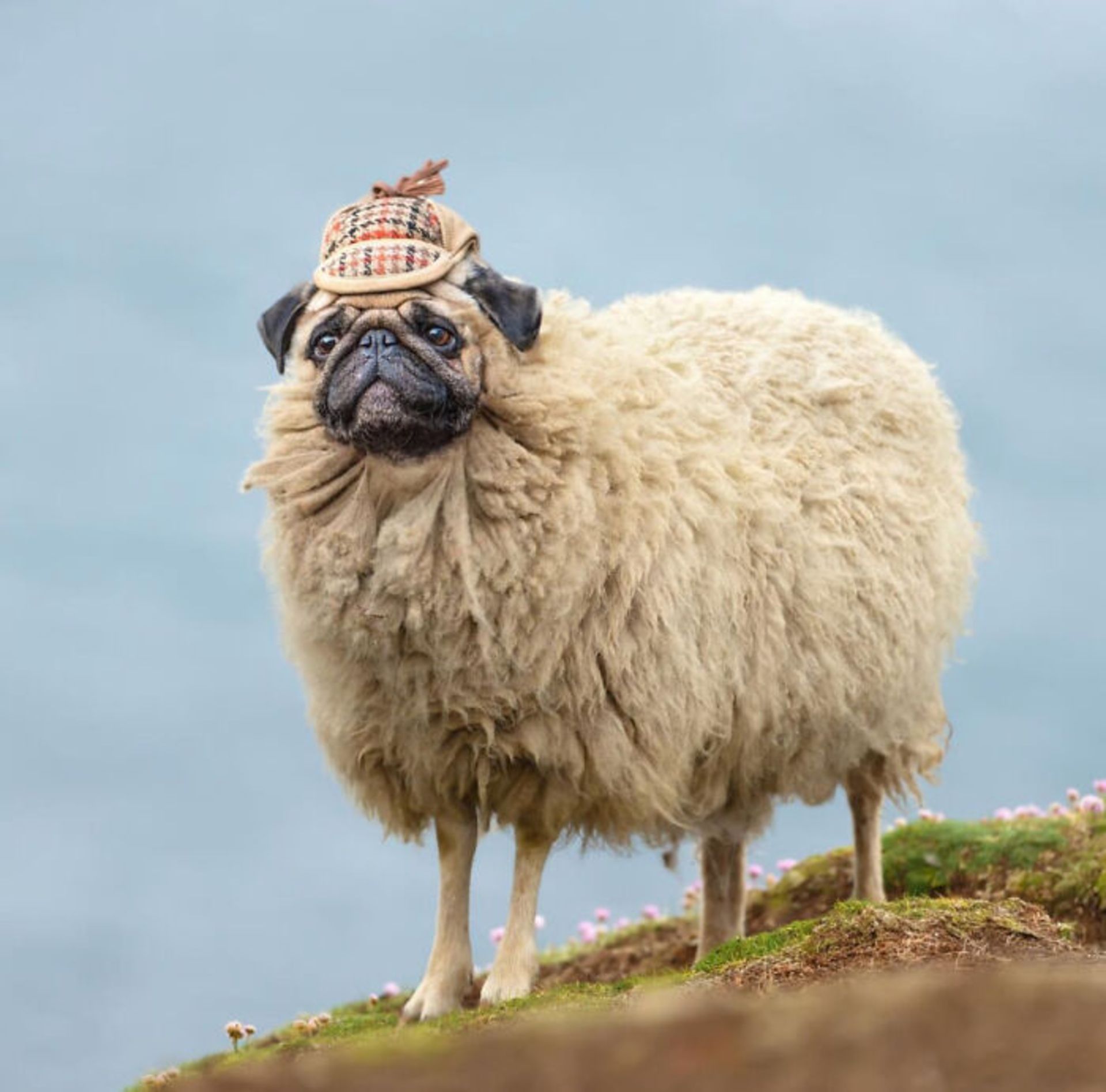 حیوان هیبریدی - گوسفند سگ