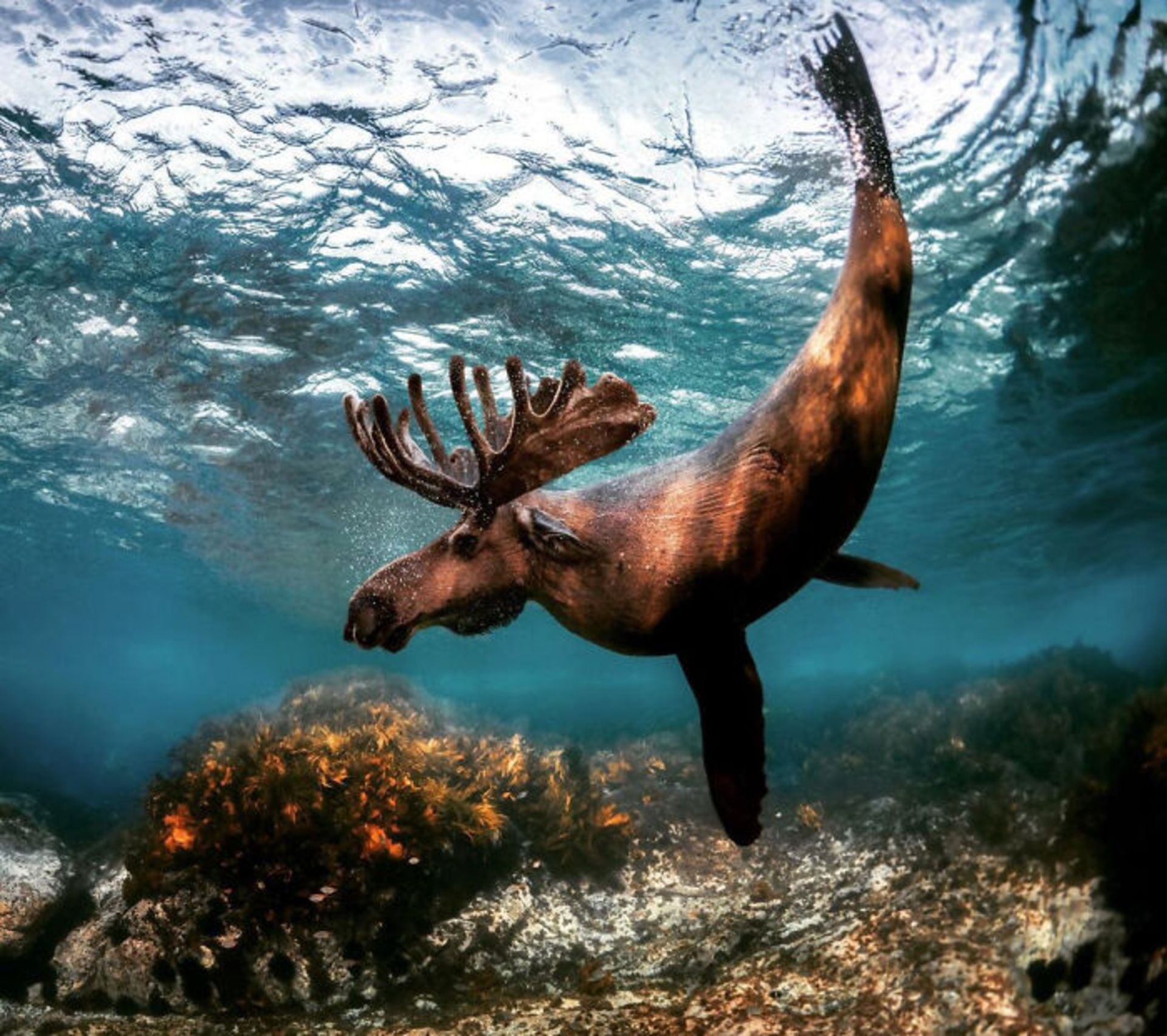 حیوان هیبریدی - گوزن وال