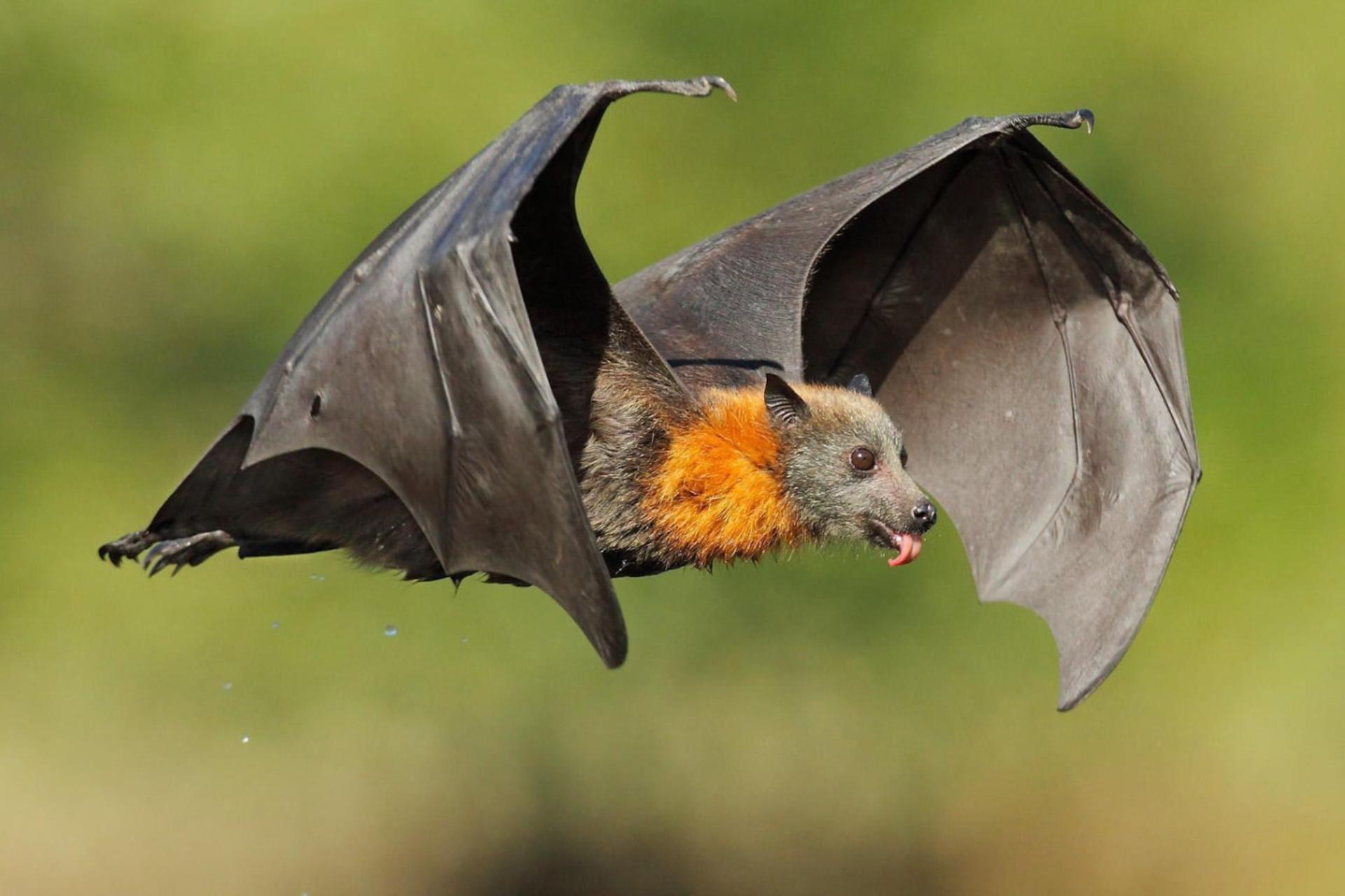 خفاش در حال پرواز در هوا در فضای سبز
