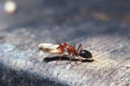 چه عاملی مورچه‌ها را به سرباز یا آذوقه‌جمع‌کن تبدیل می‌کند؟