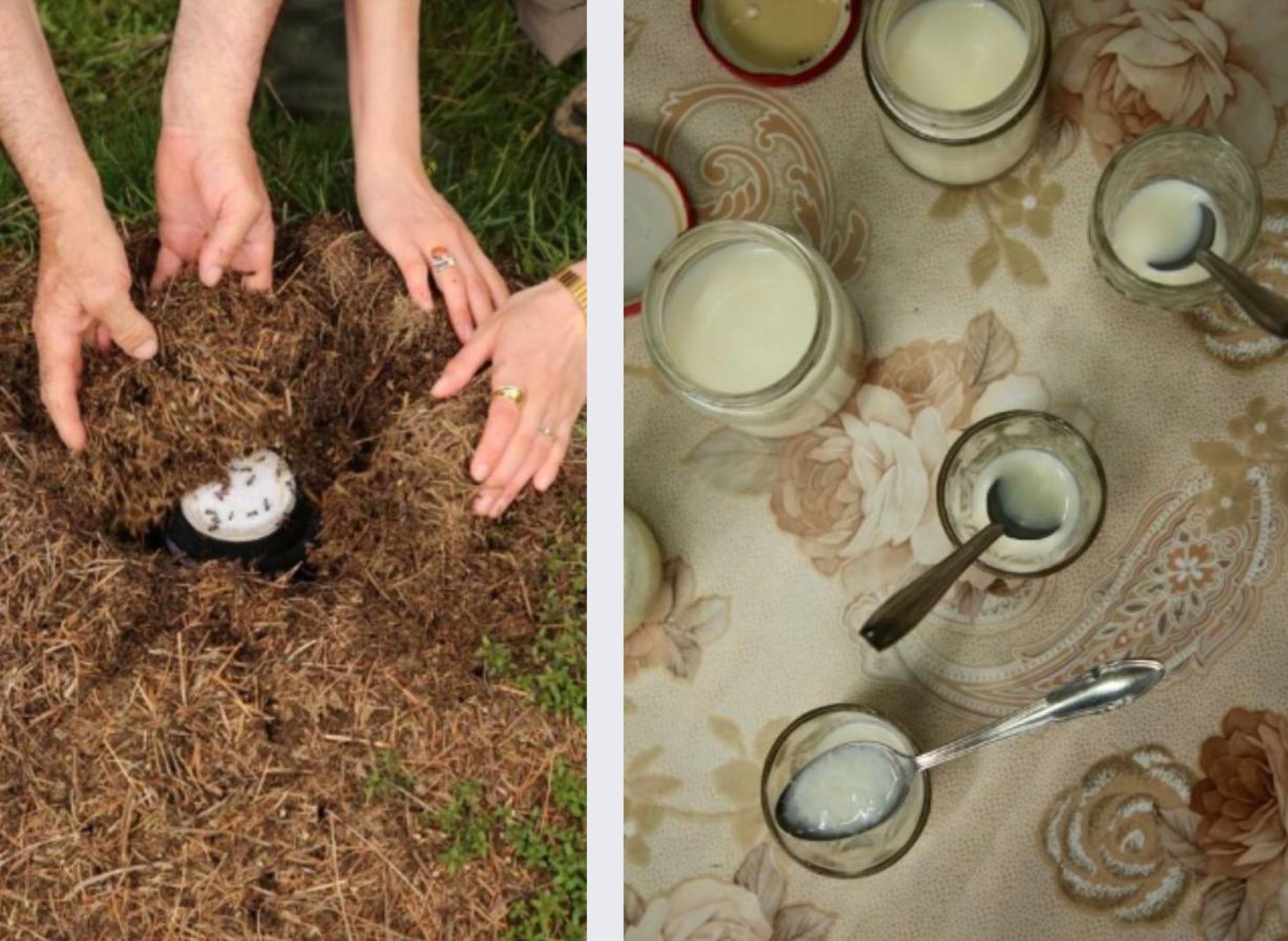 تهیه ماست با مورچه