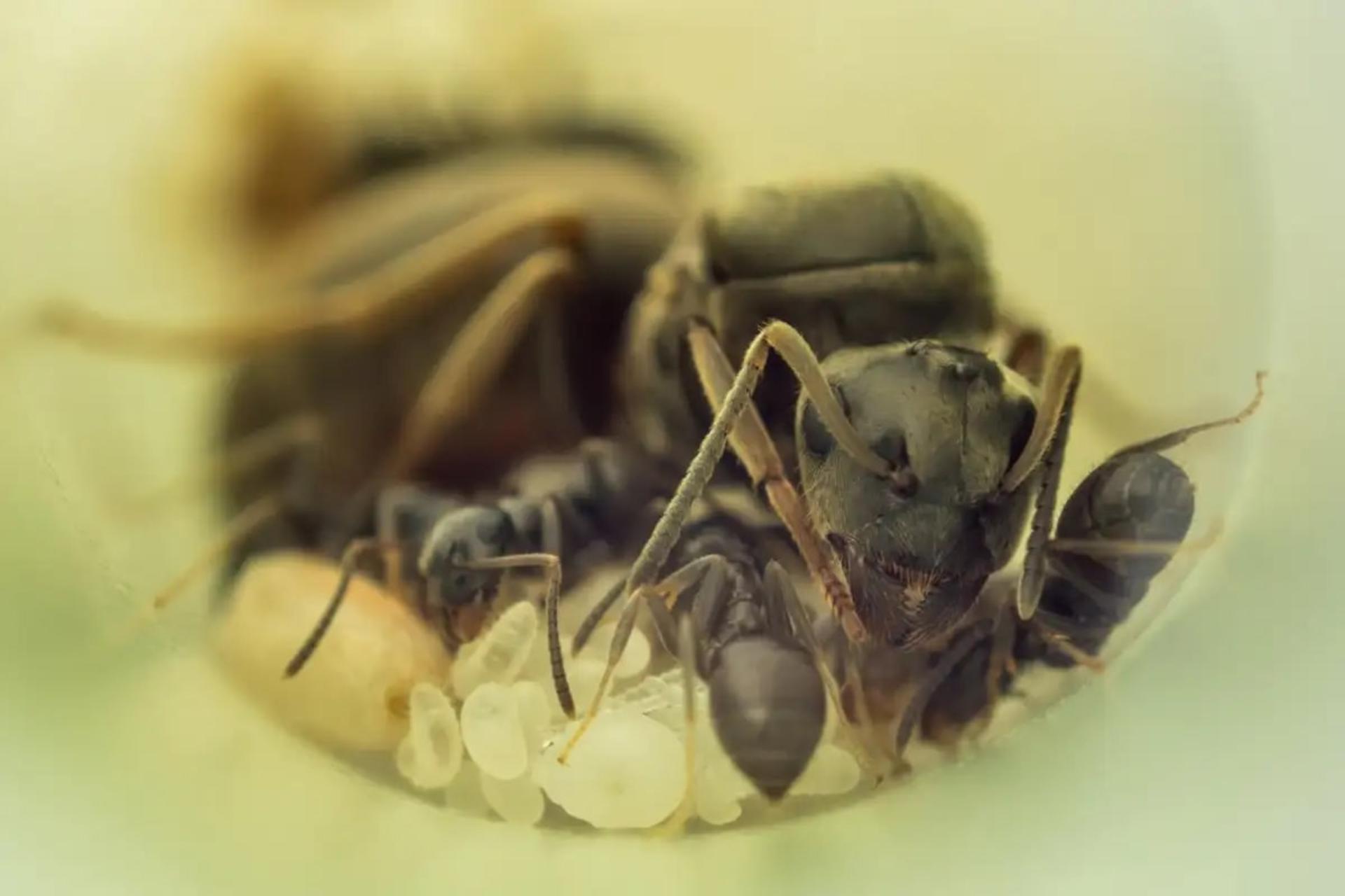 کلونی مورچه‌های سیاه باغچه و چند تخم، شفیره، لارو و یک ملکه بزرگ