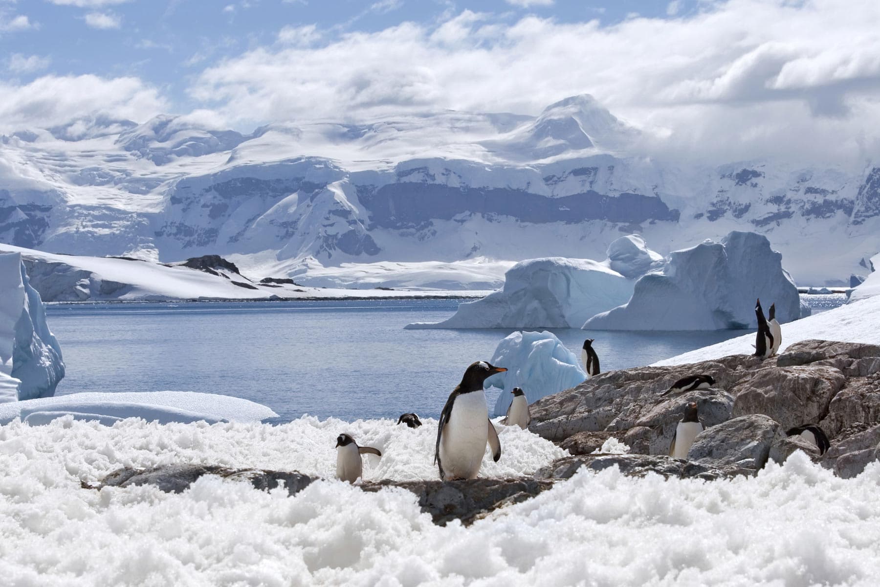 antarctica penguins ocean ice 661e6ef6a55162c757fc57d5