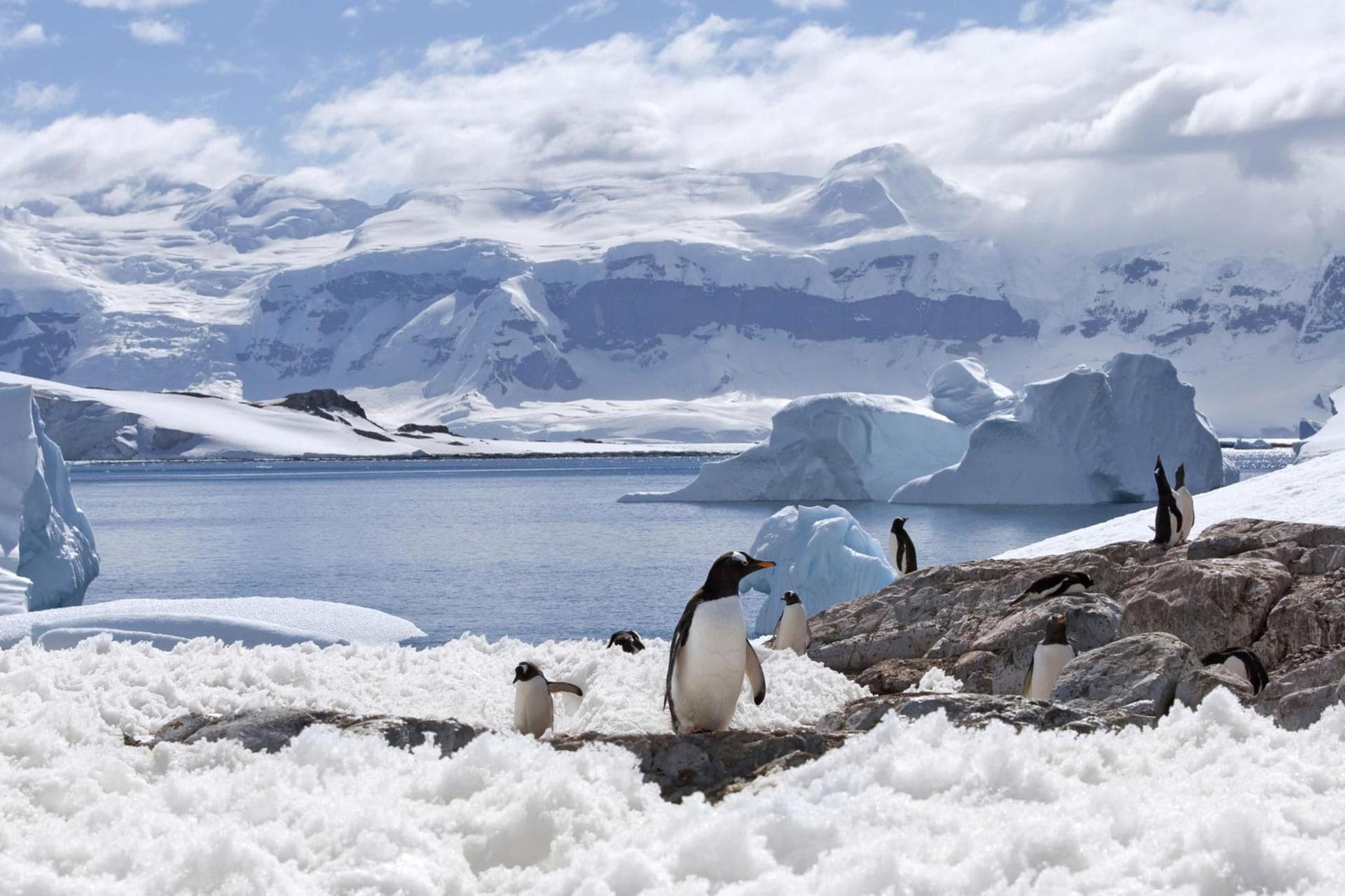 مرجع متخصصين ايران چند پنگوئن در قطب جنوب روي سنگ و برف با زمينه‌ي كوه و صخره‌هاي يخي، ابر و اقيانوس آبي