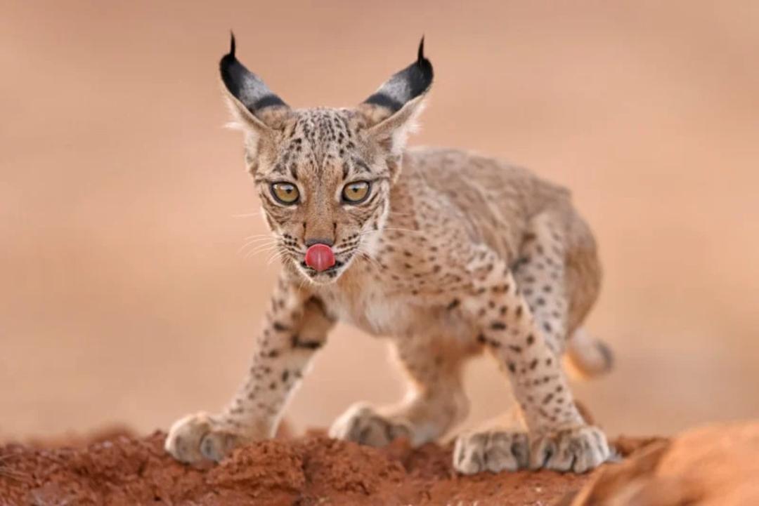 سیاهگوش ایبری