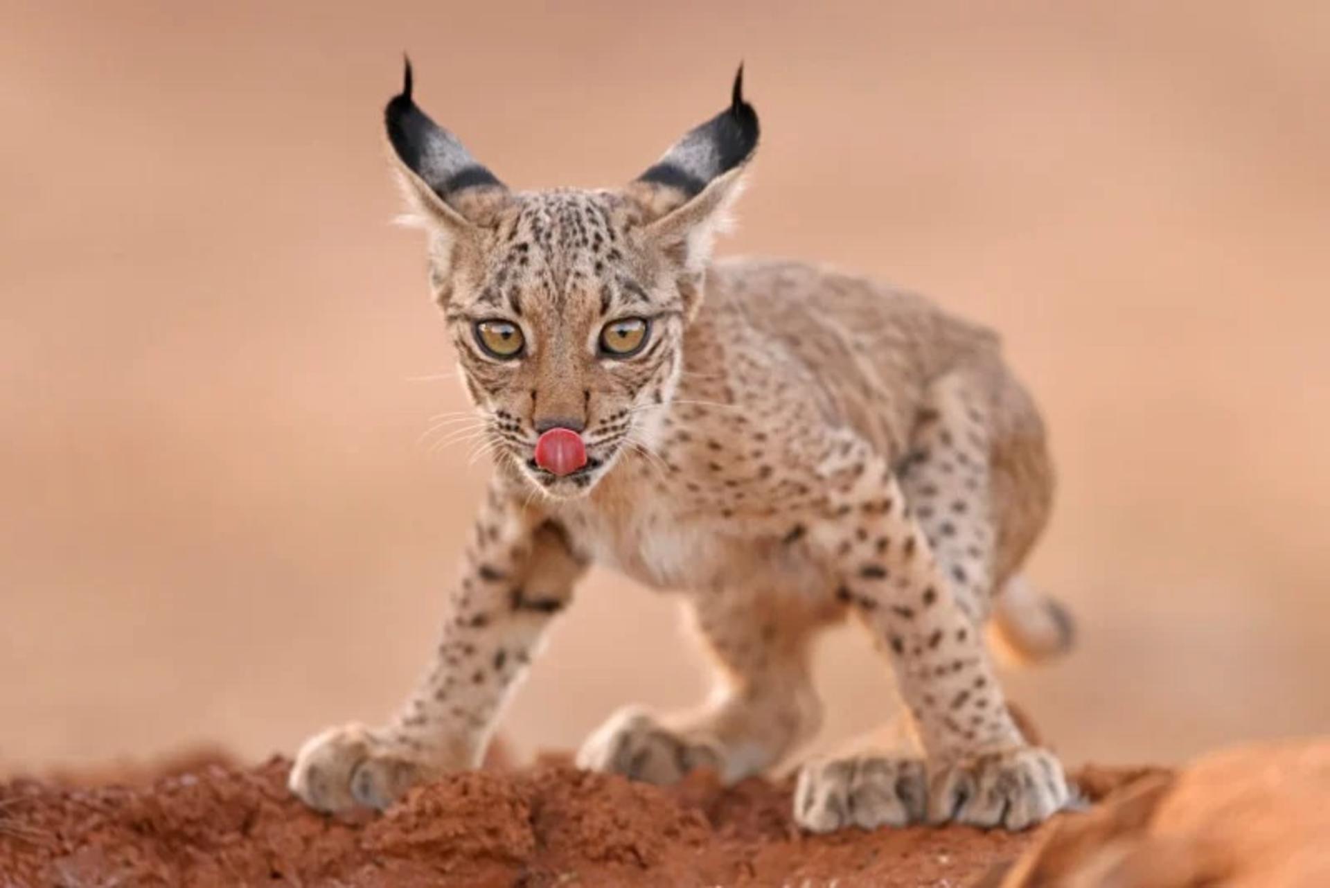 سیاهگوش ایبری