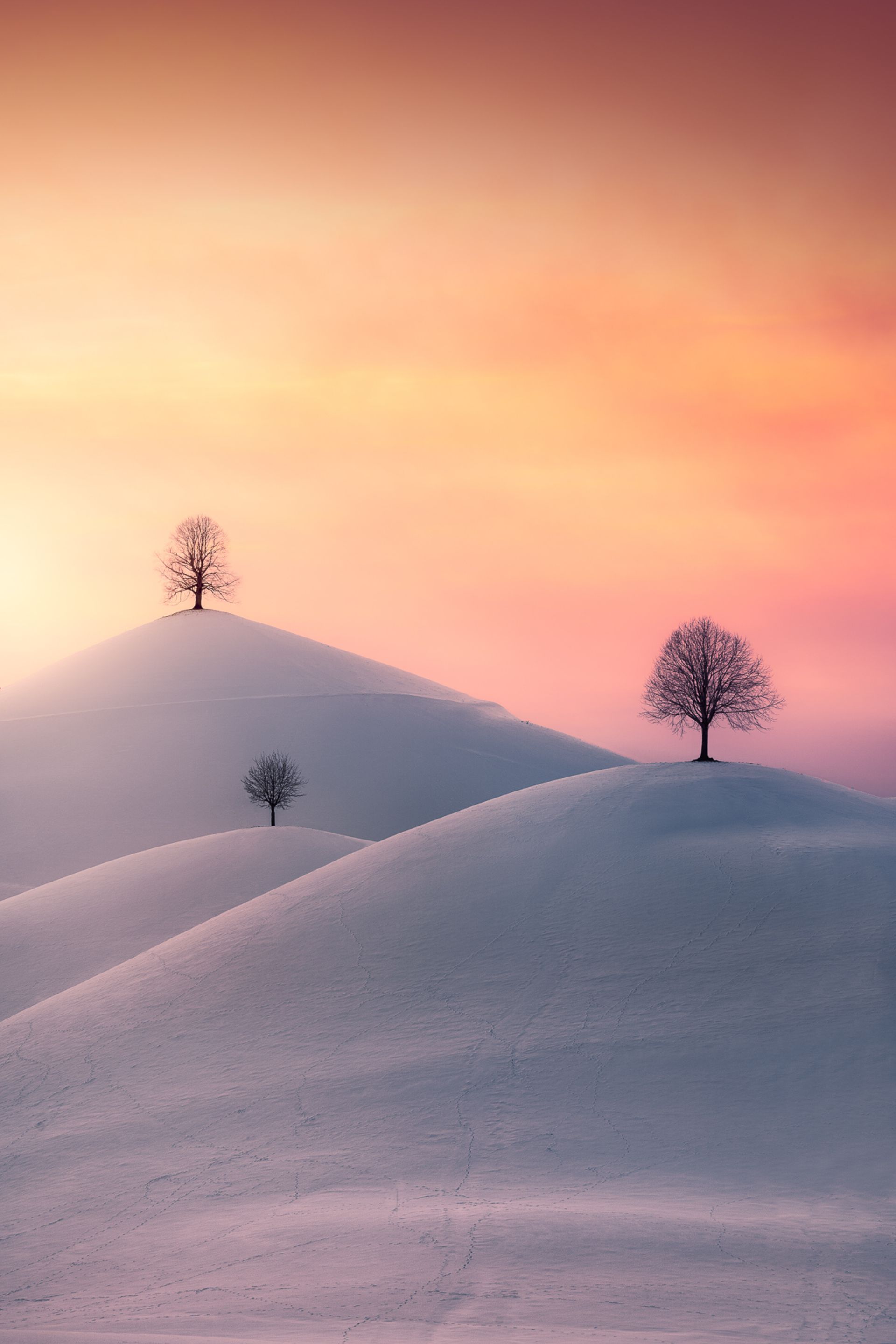 درخت‌های خشک روی تپه برفی