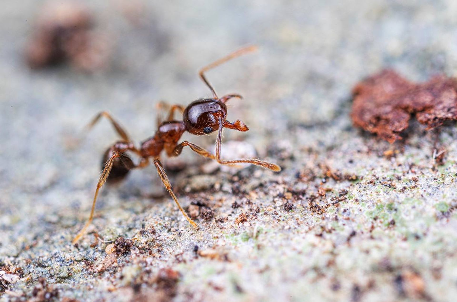 مورچه های سر بزرگ