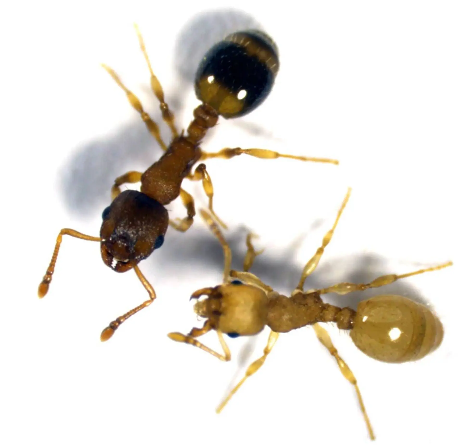 مورچه کارگر آلوده و غیرآلوده