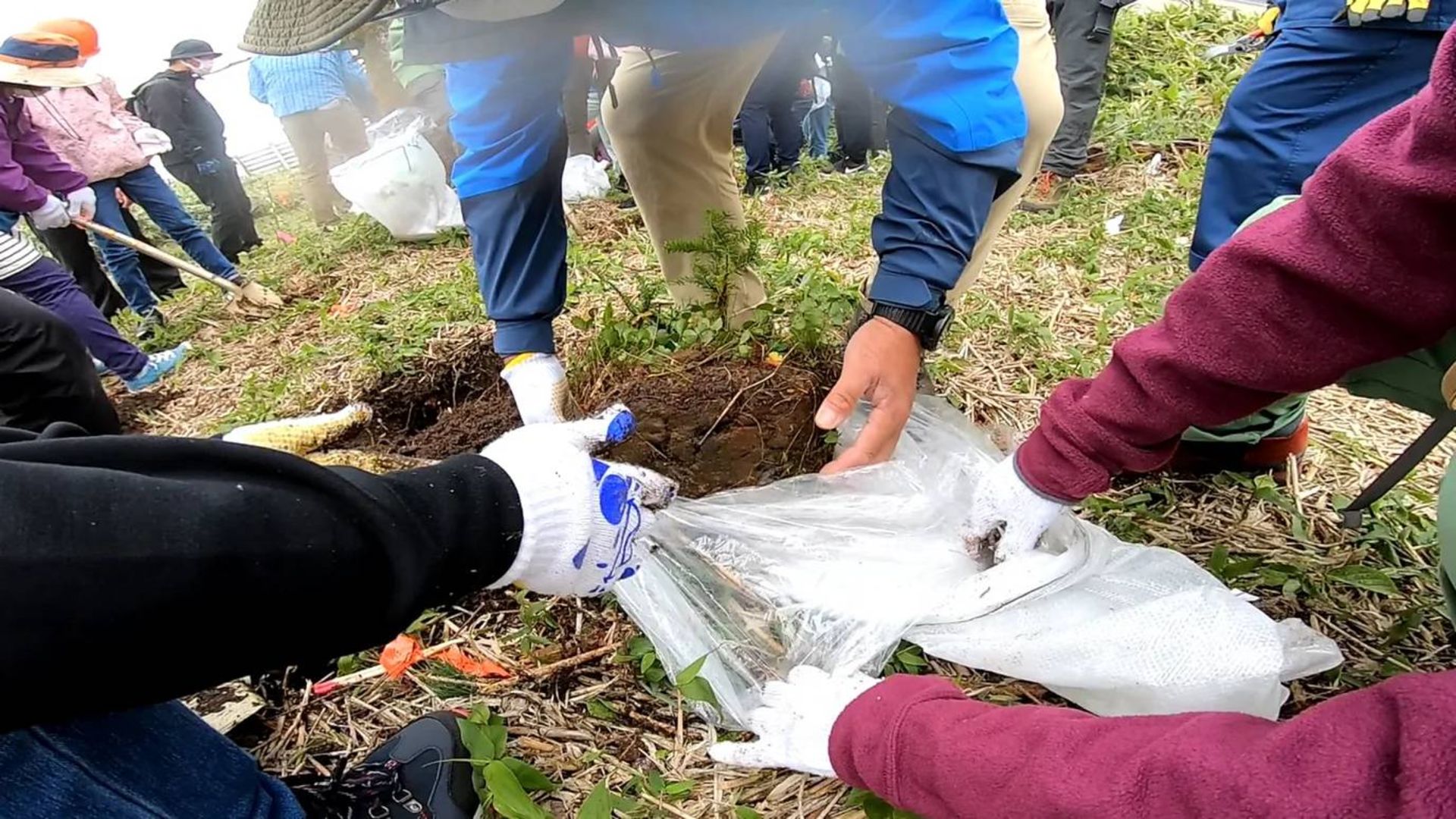 نهال های درخت نراد 