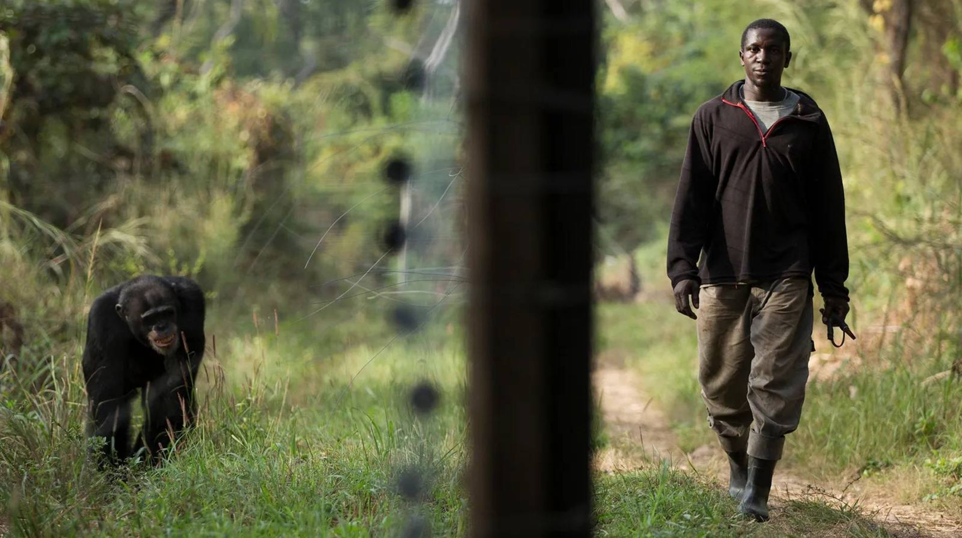 انسان و شامپانزه