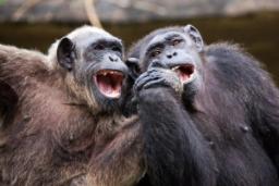 میمون‌ها هم مثل ما از شوخی‌ کردن با یکدیگر لذت می‌برند [تماشا کنید]