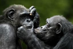 شامپانزه‌ها می‌توانند چهره دوستانشان را بعد از سال‌ها دوری به یاد آورند