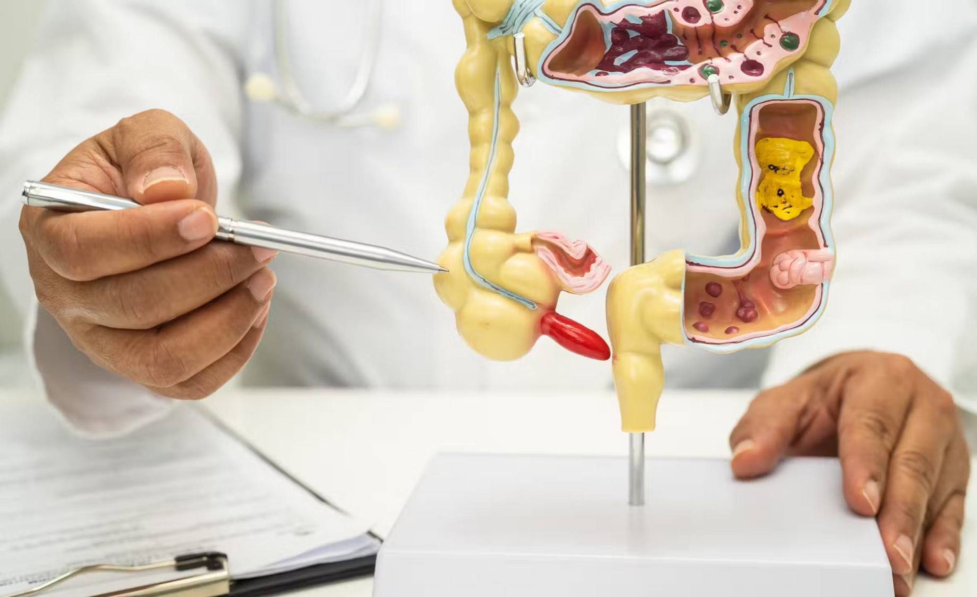 مدل دستگاه گوارش