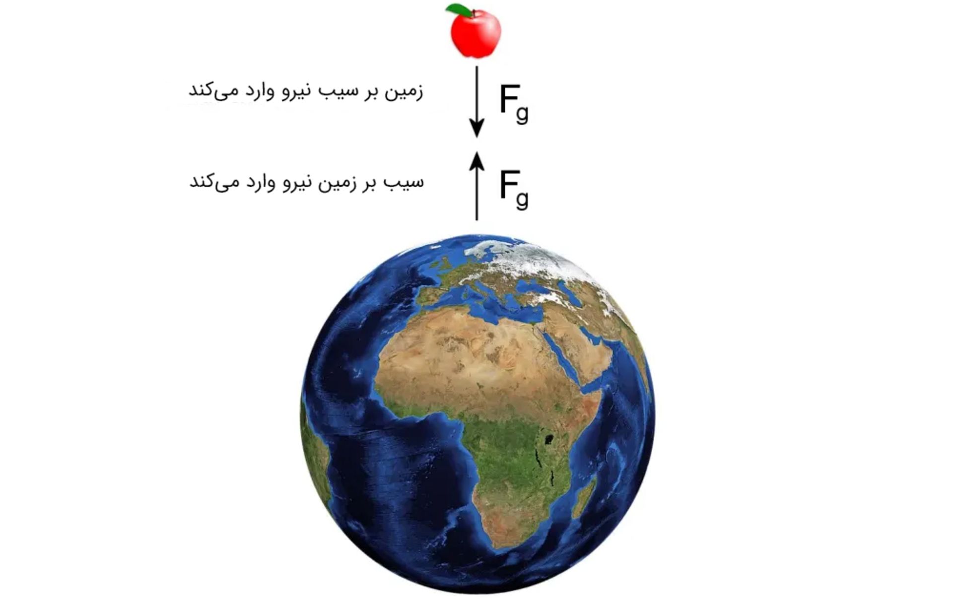 سیب بر زمین و زمین بر سیب نیرو وارد می‌کند