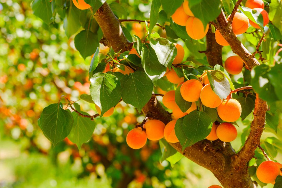 میوه‌های زردآلو روی درخت