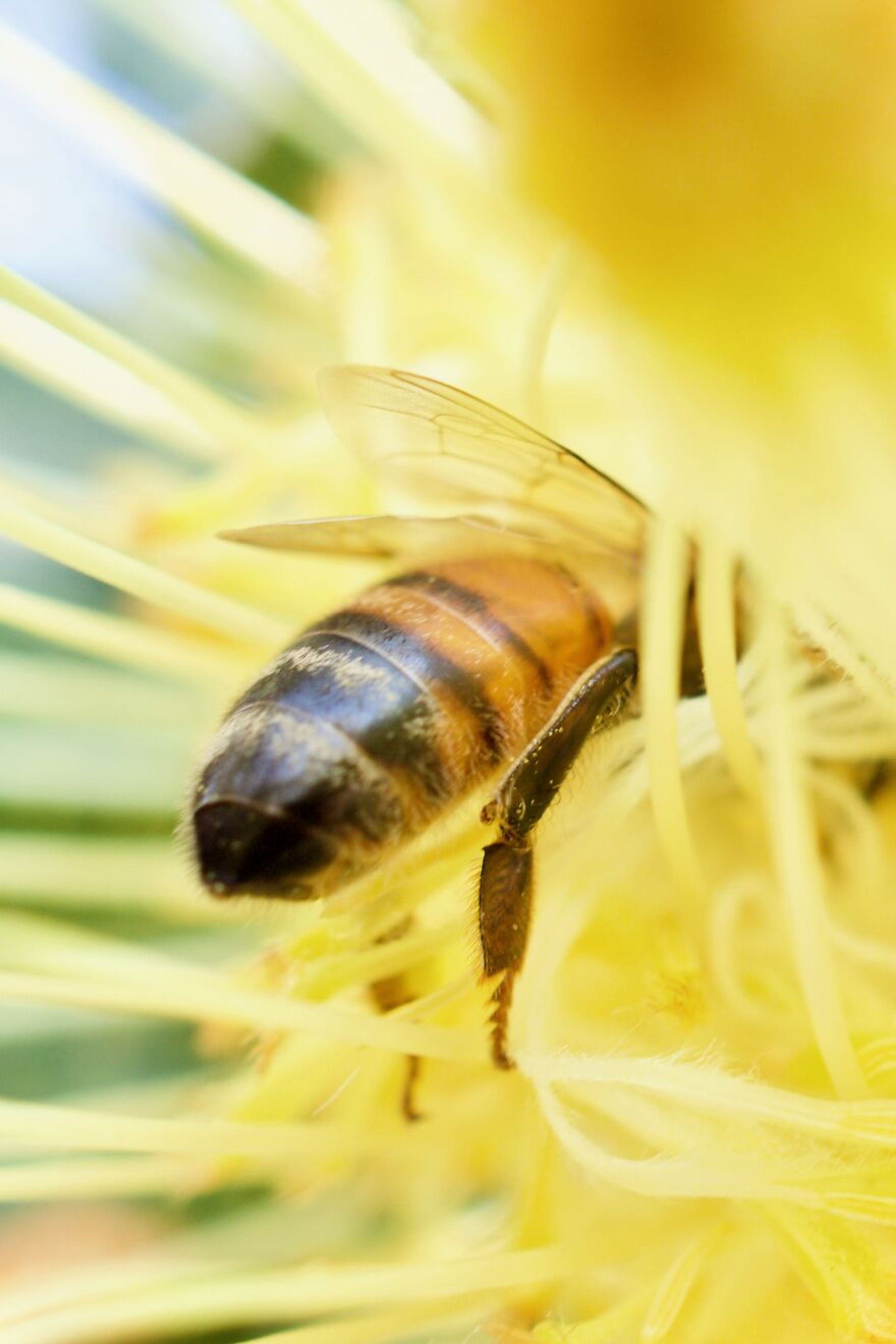 زنبور فرورفته در گل زرد