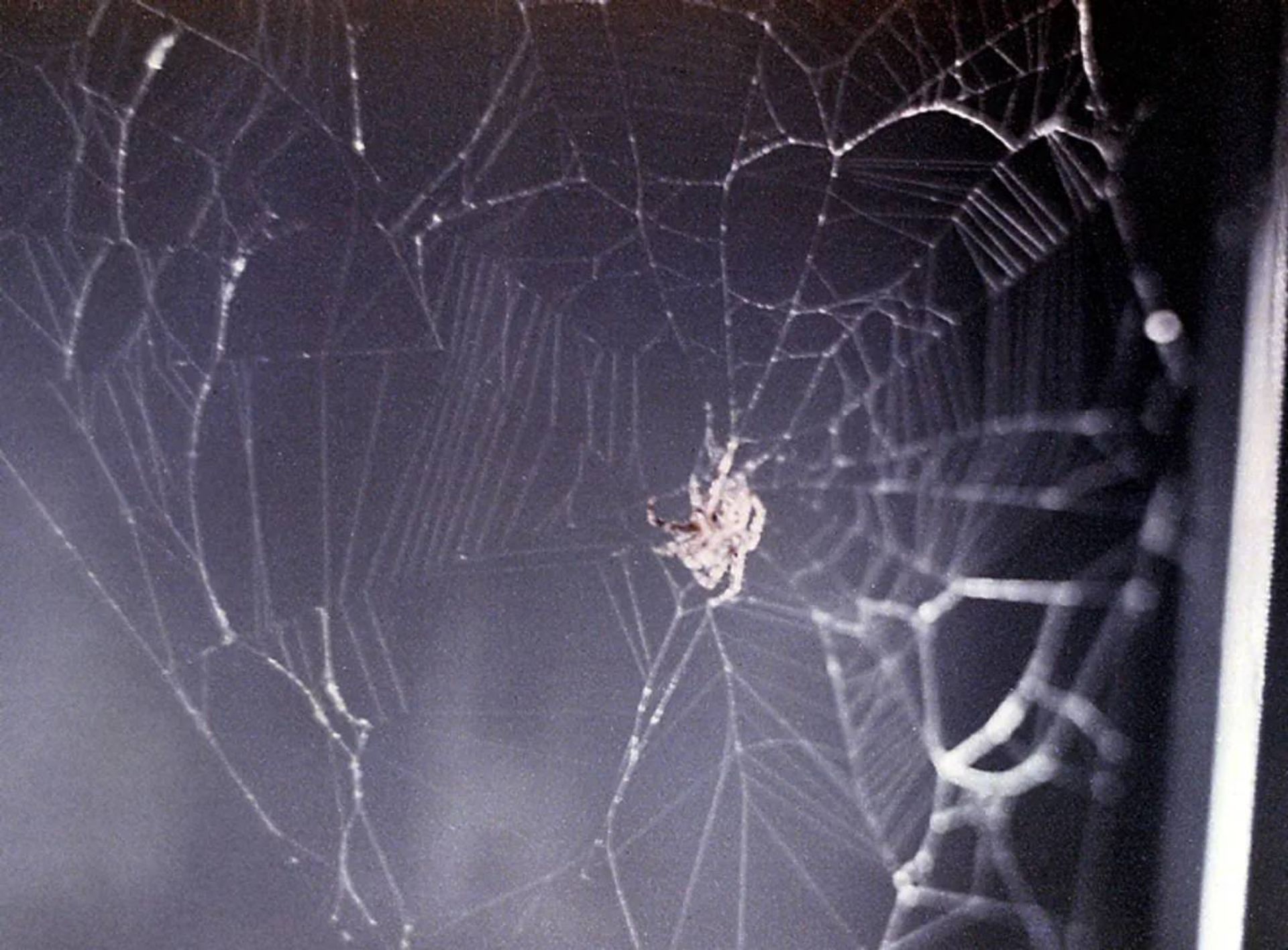 عنکبوت آرابلا در فضا