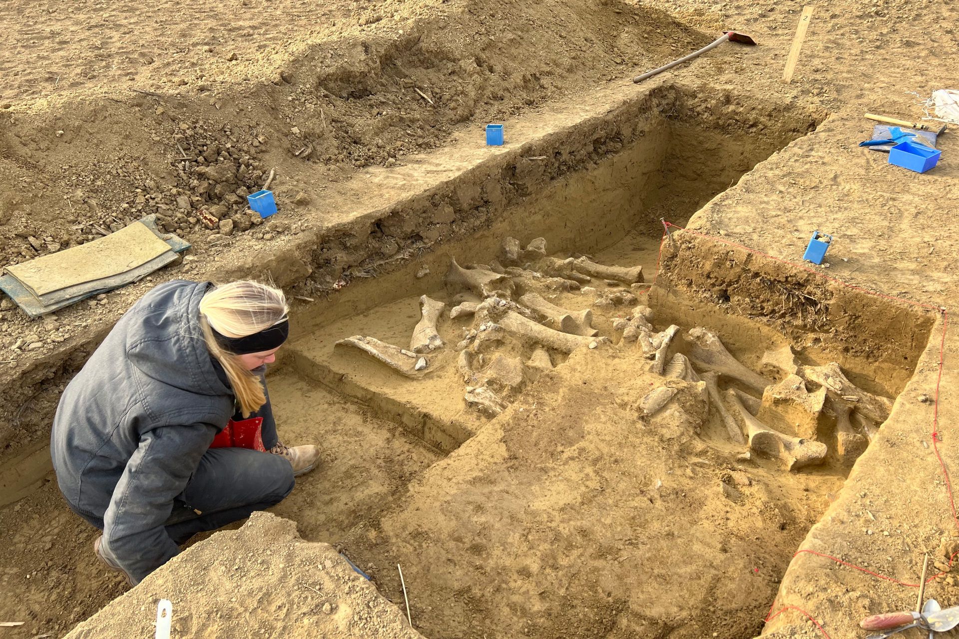 باستان شناس در محوطه باستانی در حال حفاری در کنار استخوان های ماموت