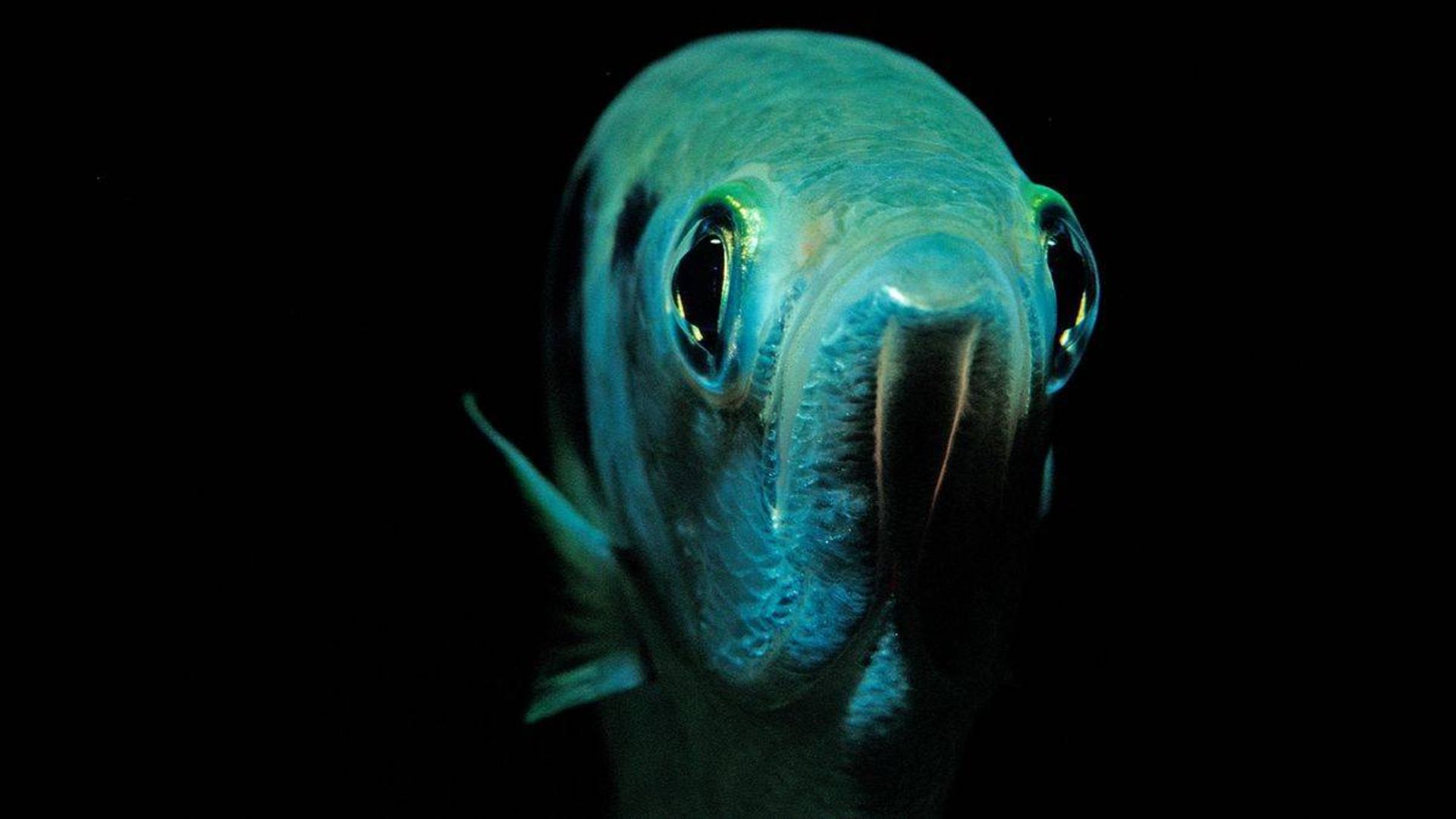 ماهی تیرانداز