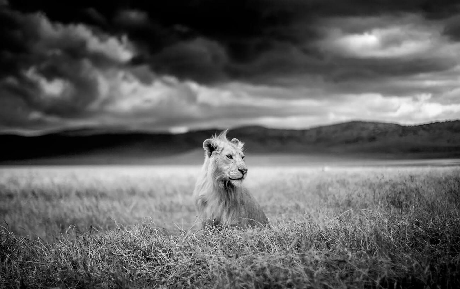 مسابقه طبیعت AAP