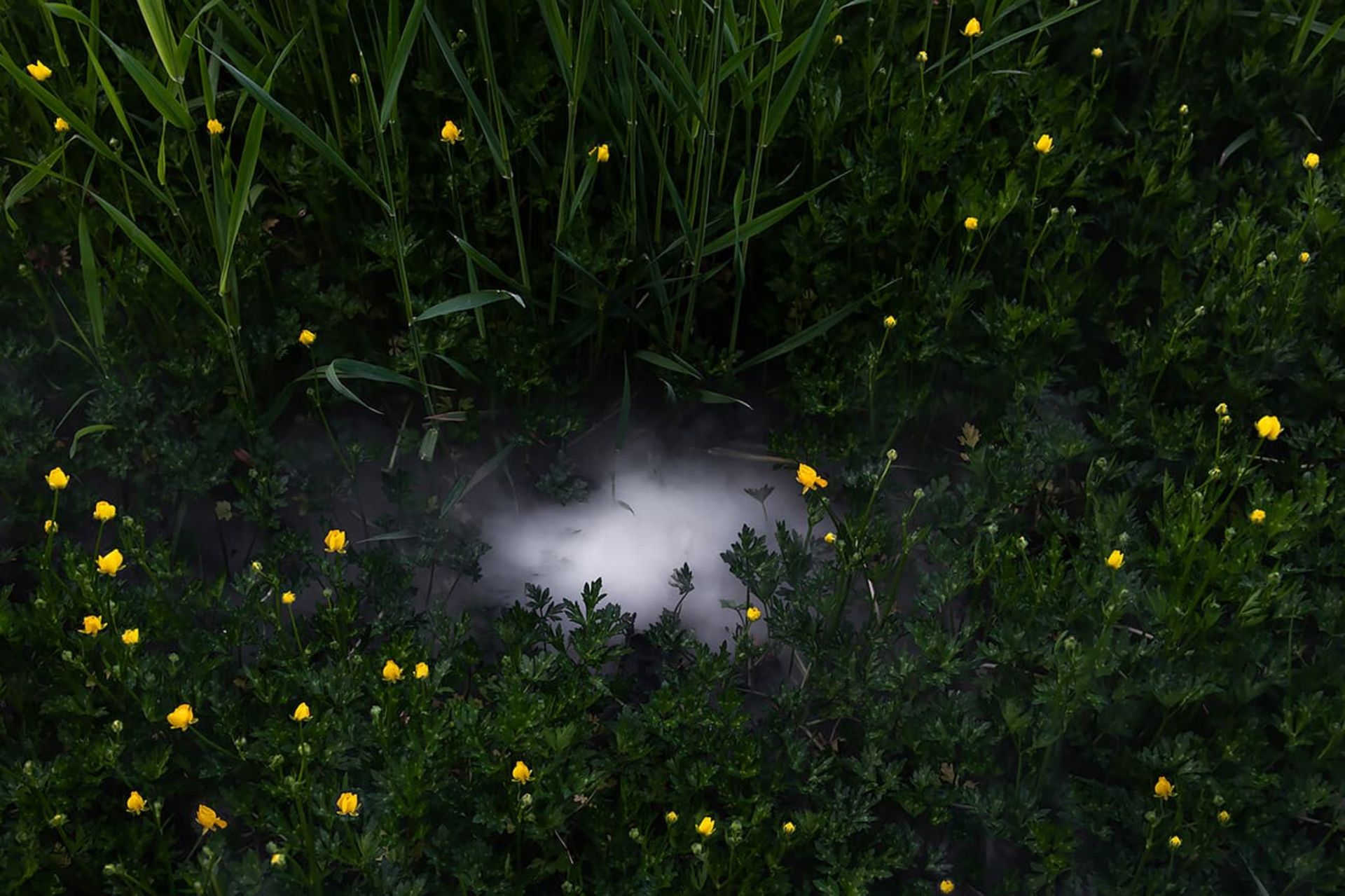 مسابقه طبیعت AAP