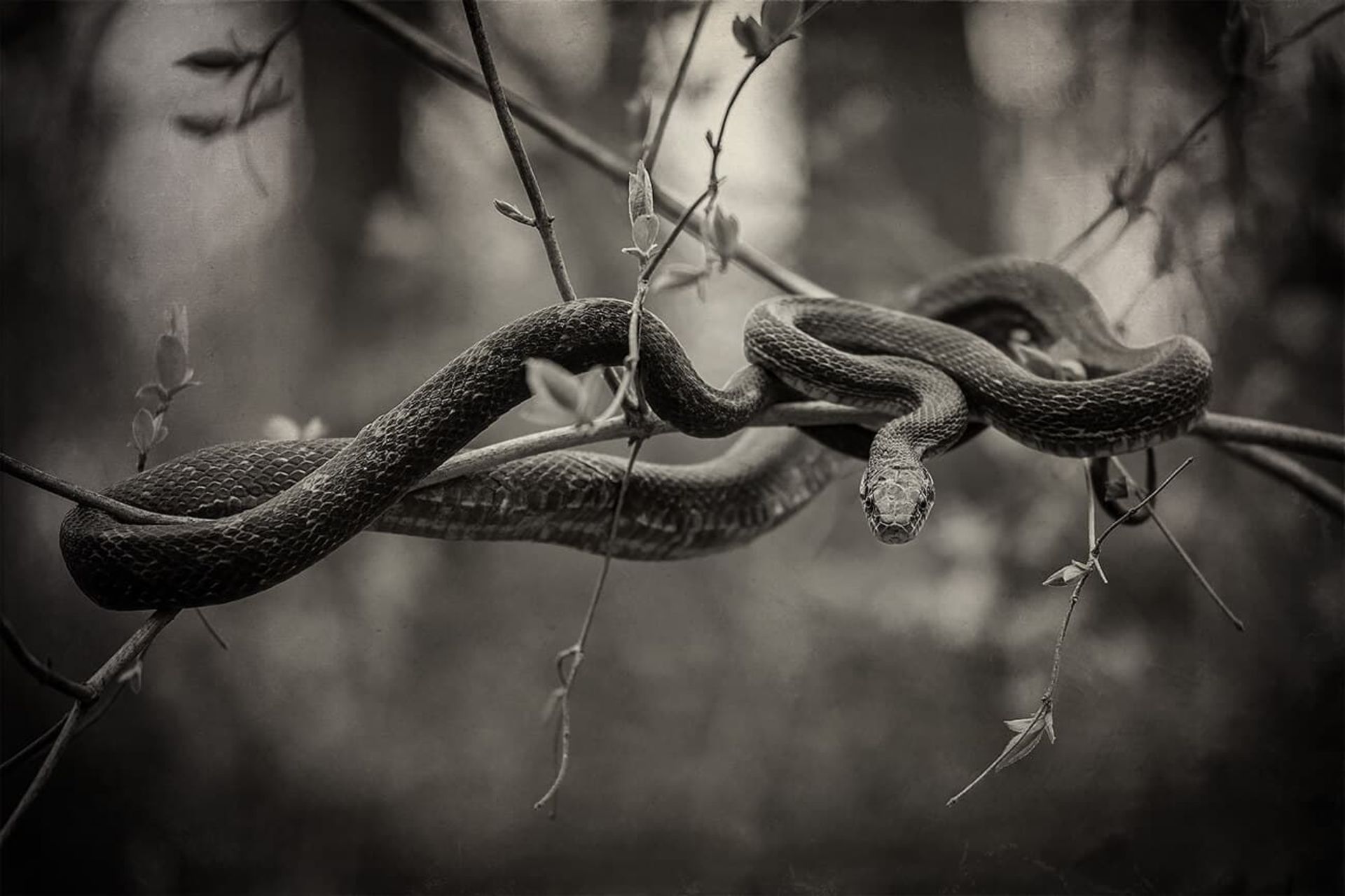 مسابقه طبیعت AAP