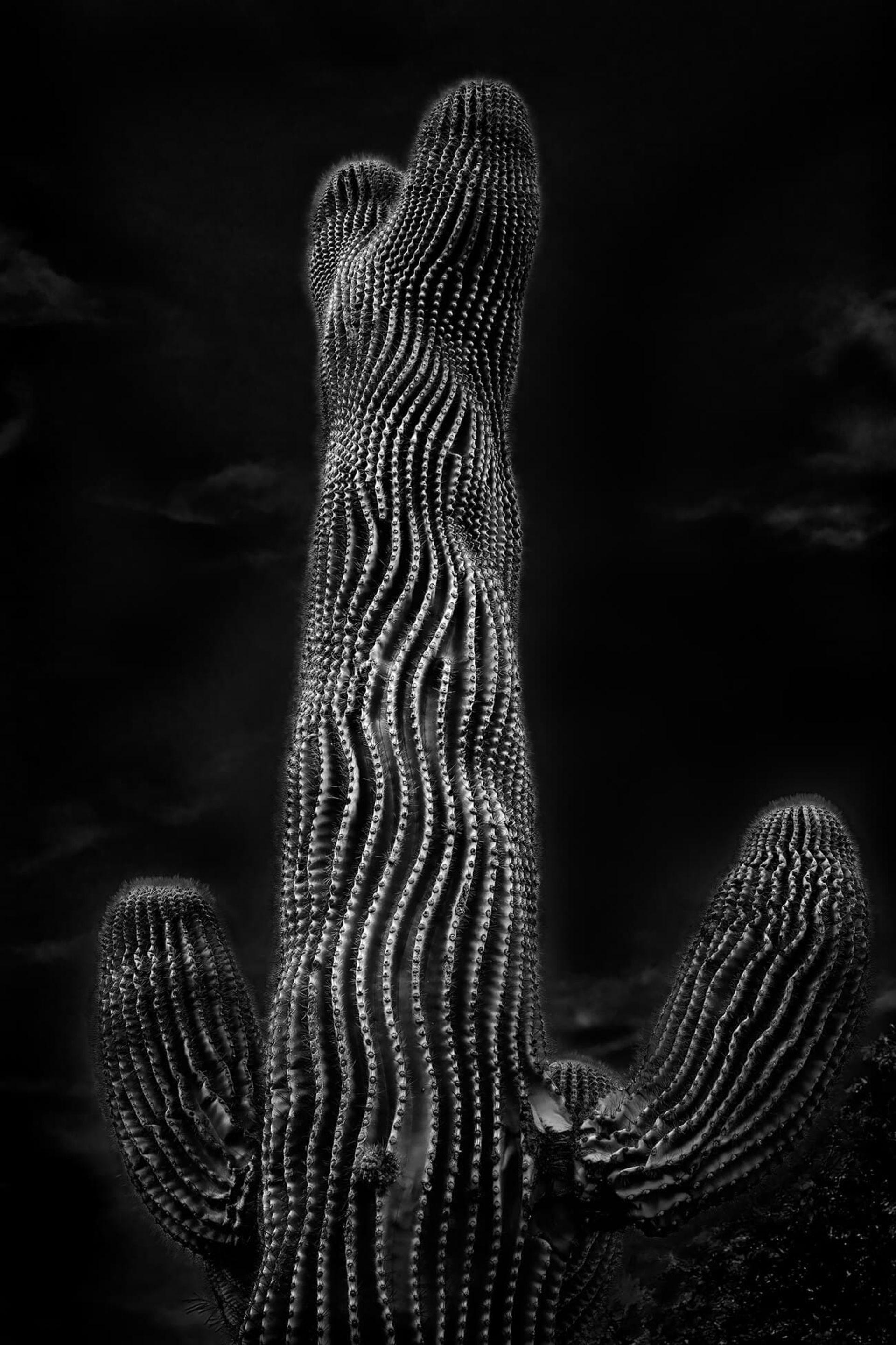 مسابقه طبیعت AAP