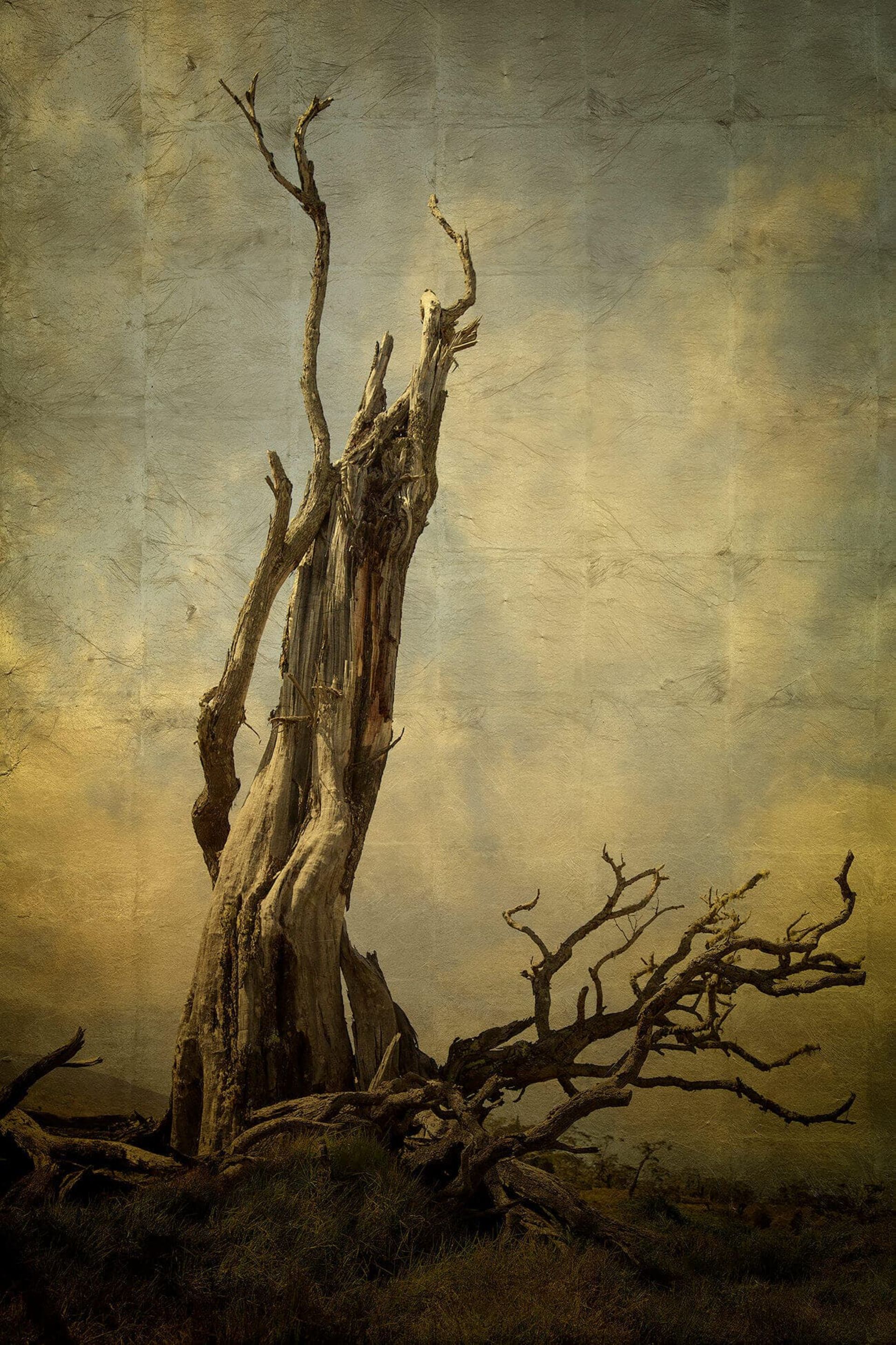 مسابقه طبیعت AAP