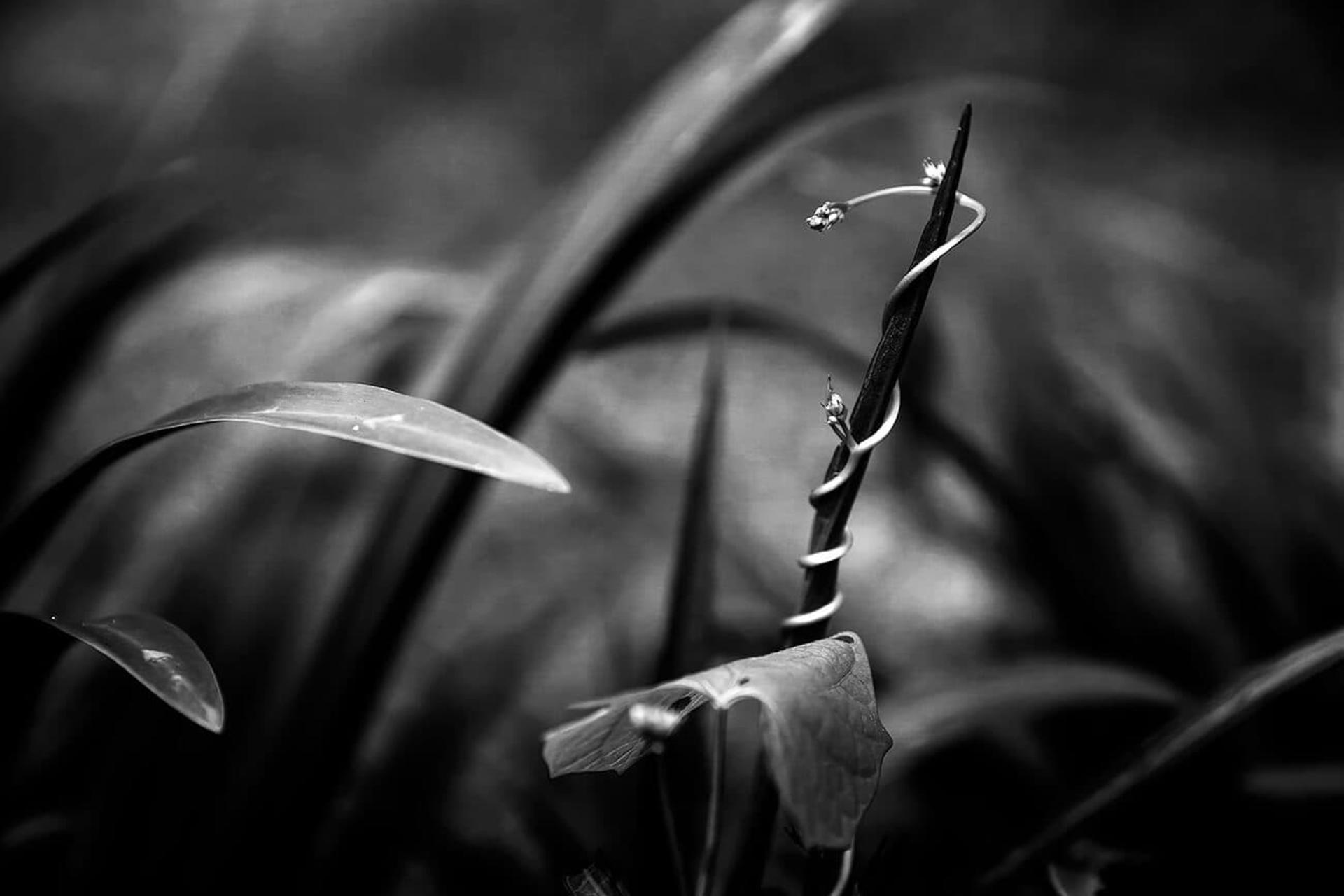مسابقه طبیعت AAP