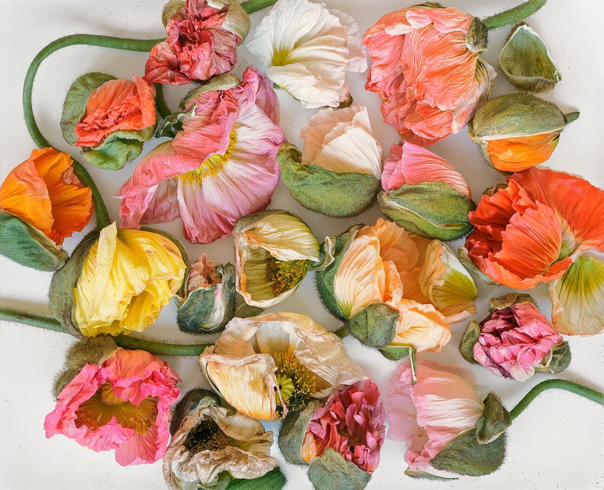 مسابقه طبیعت AAP