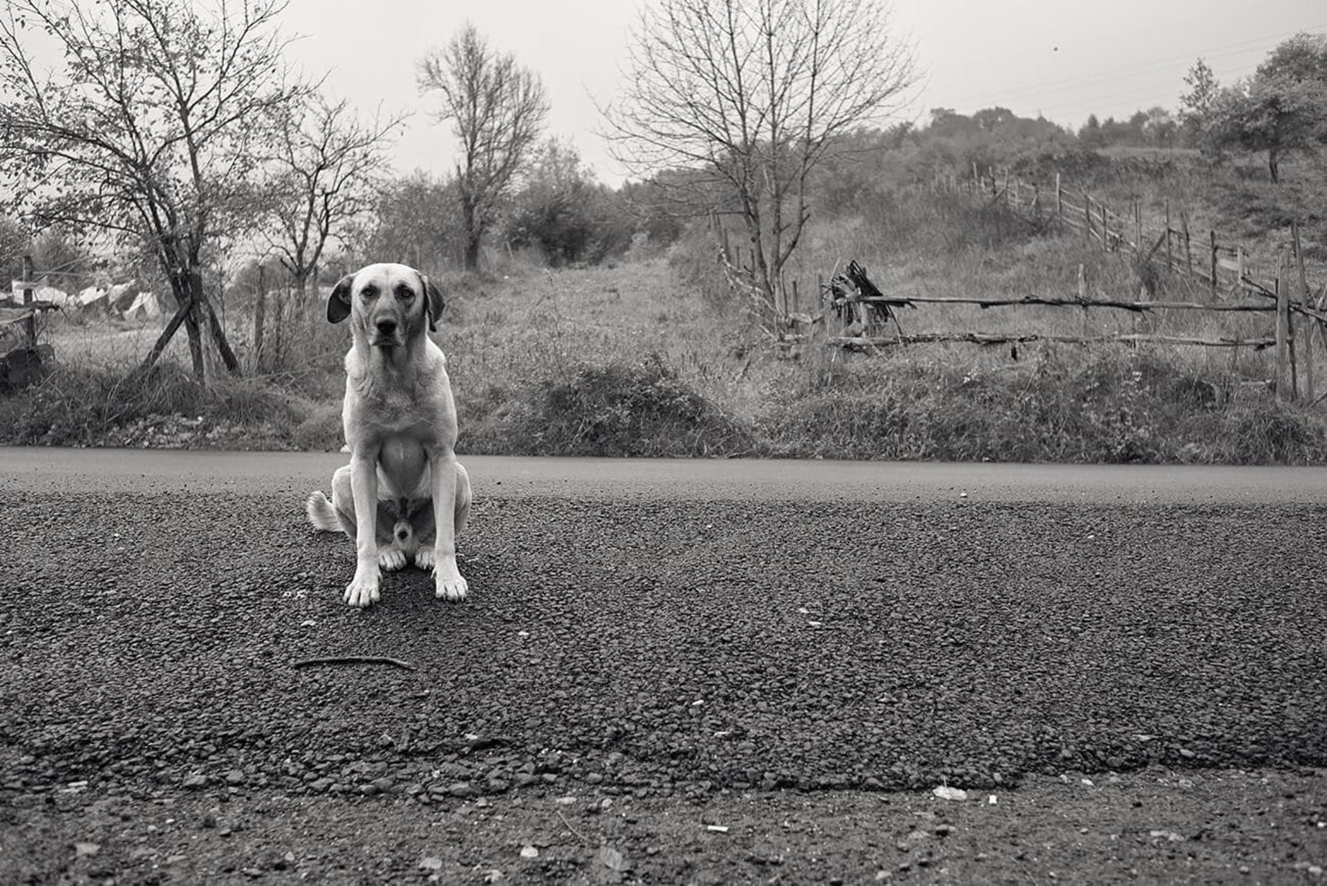 مسابقه طبیعت AAP