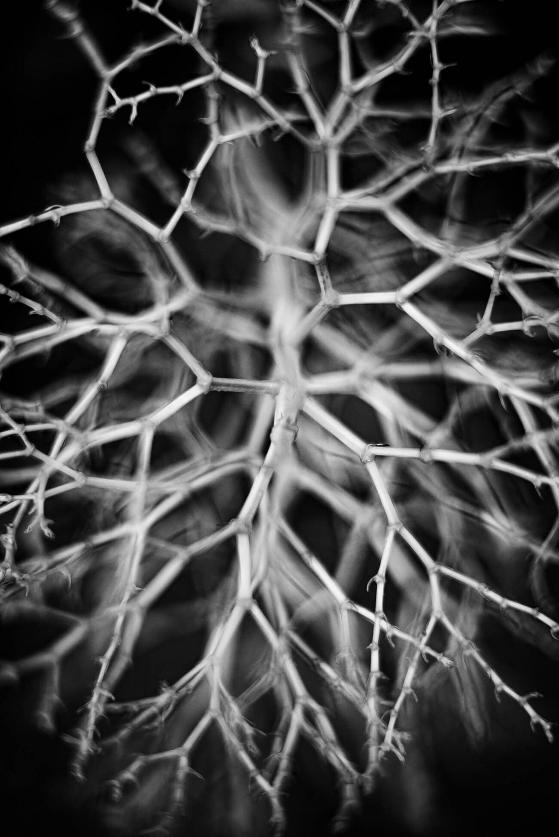 مسابقه طبیعت AAP