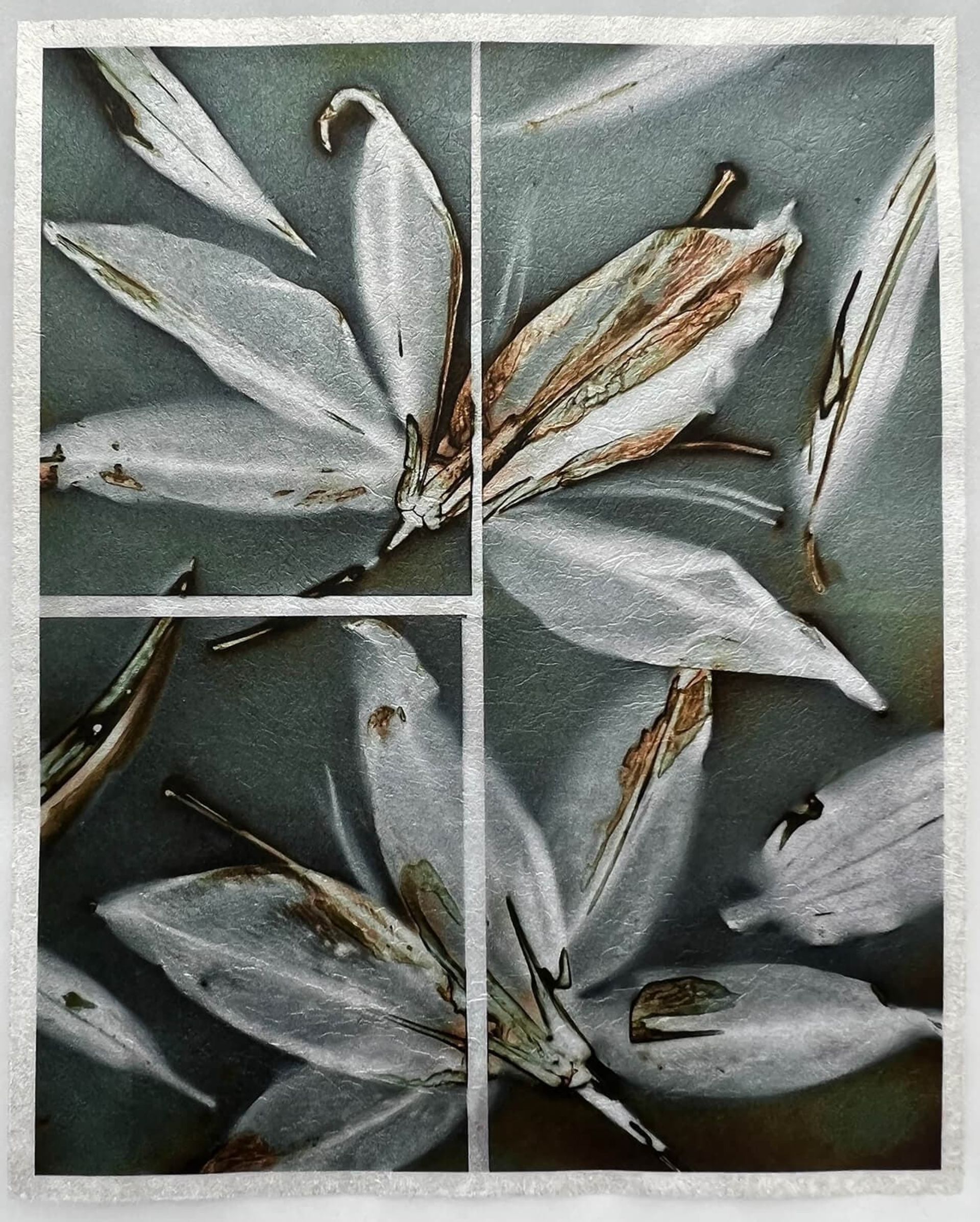 مسابقه طبیعت AAP