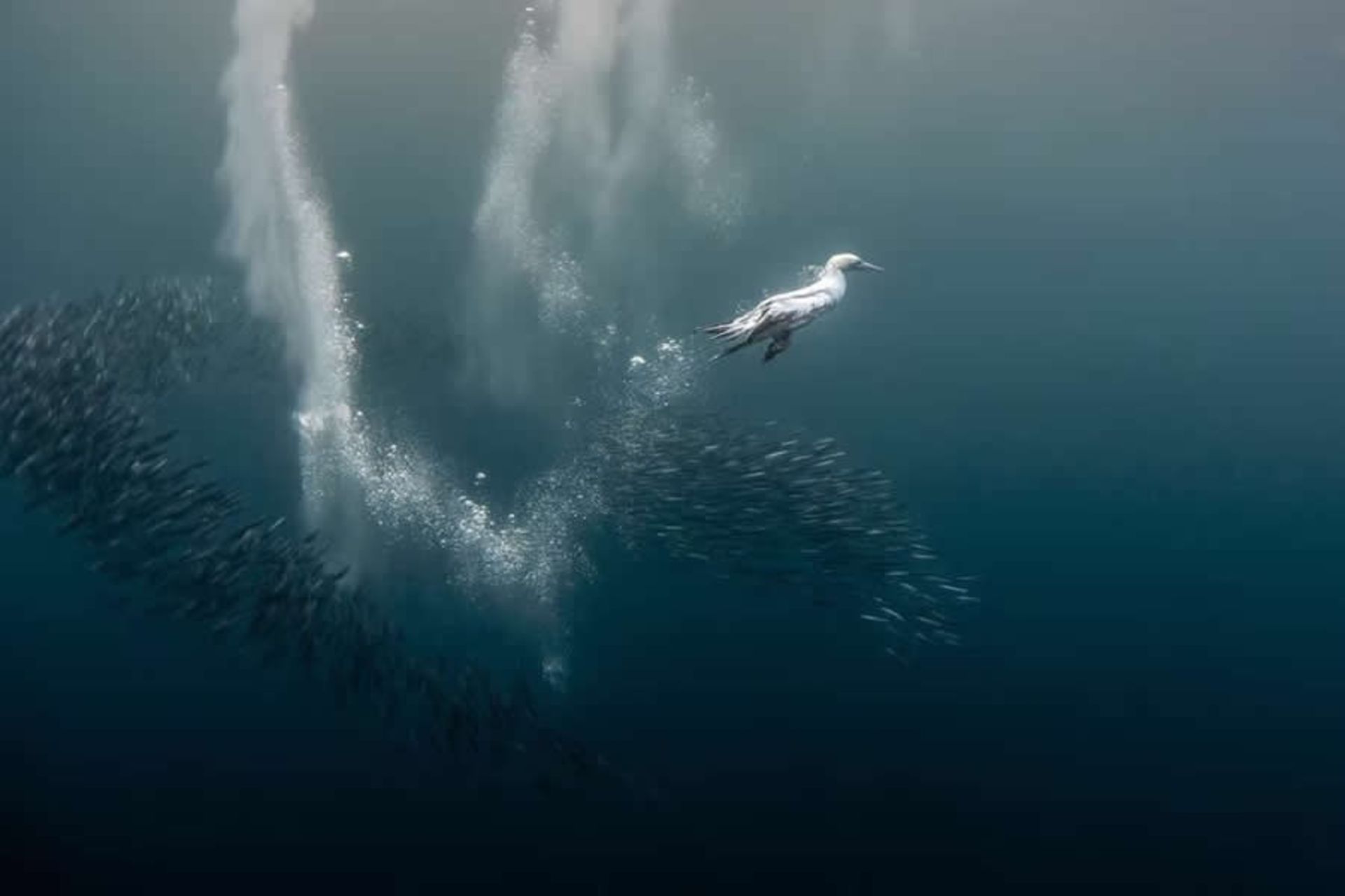 لحظه شیرجه یک پرنده به آب