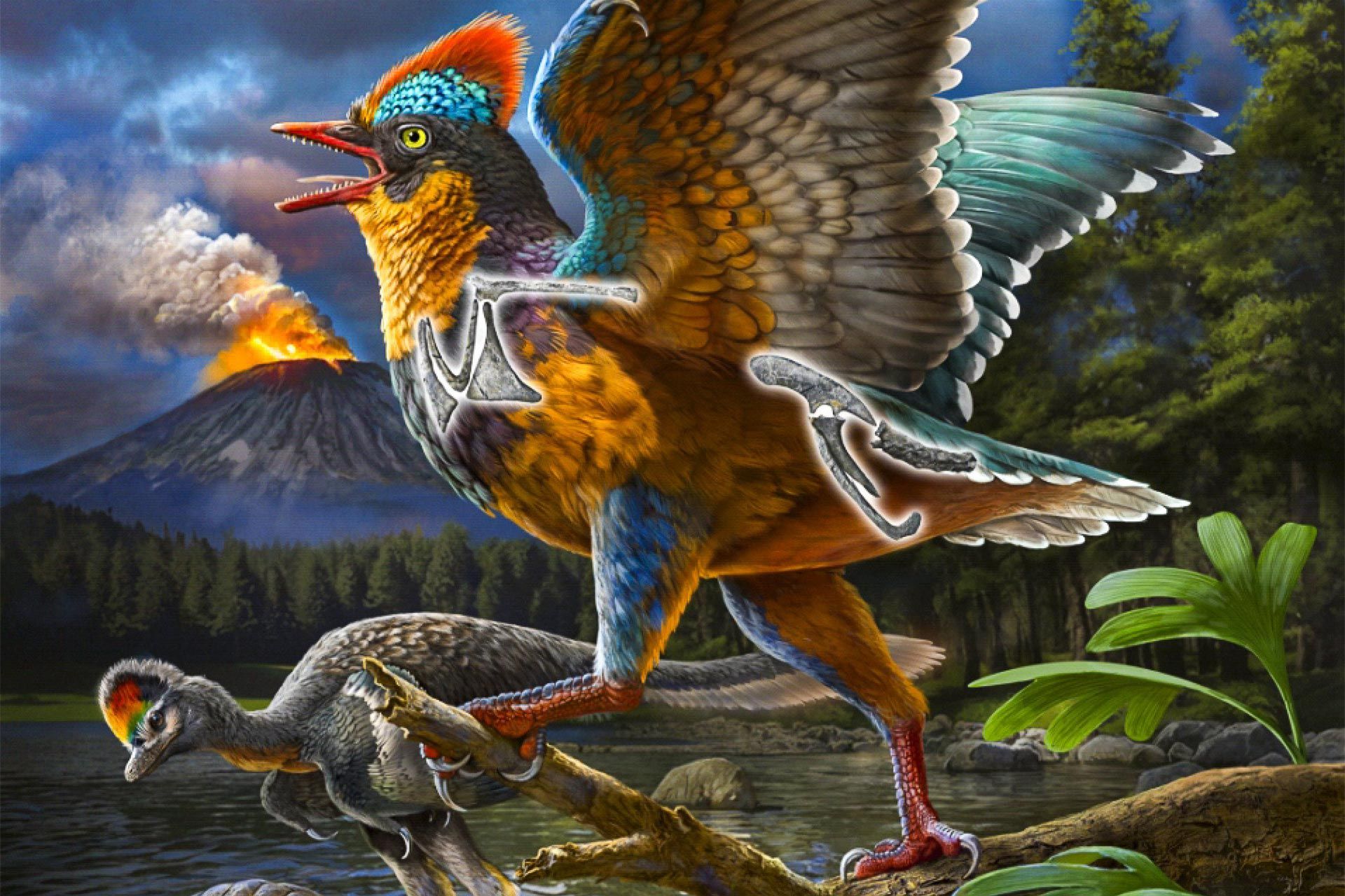 تصویرسازی هنری از گونه بامینورنیس ژنگنسیس