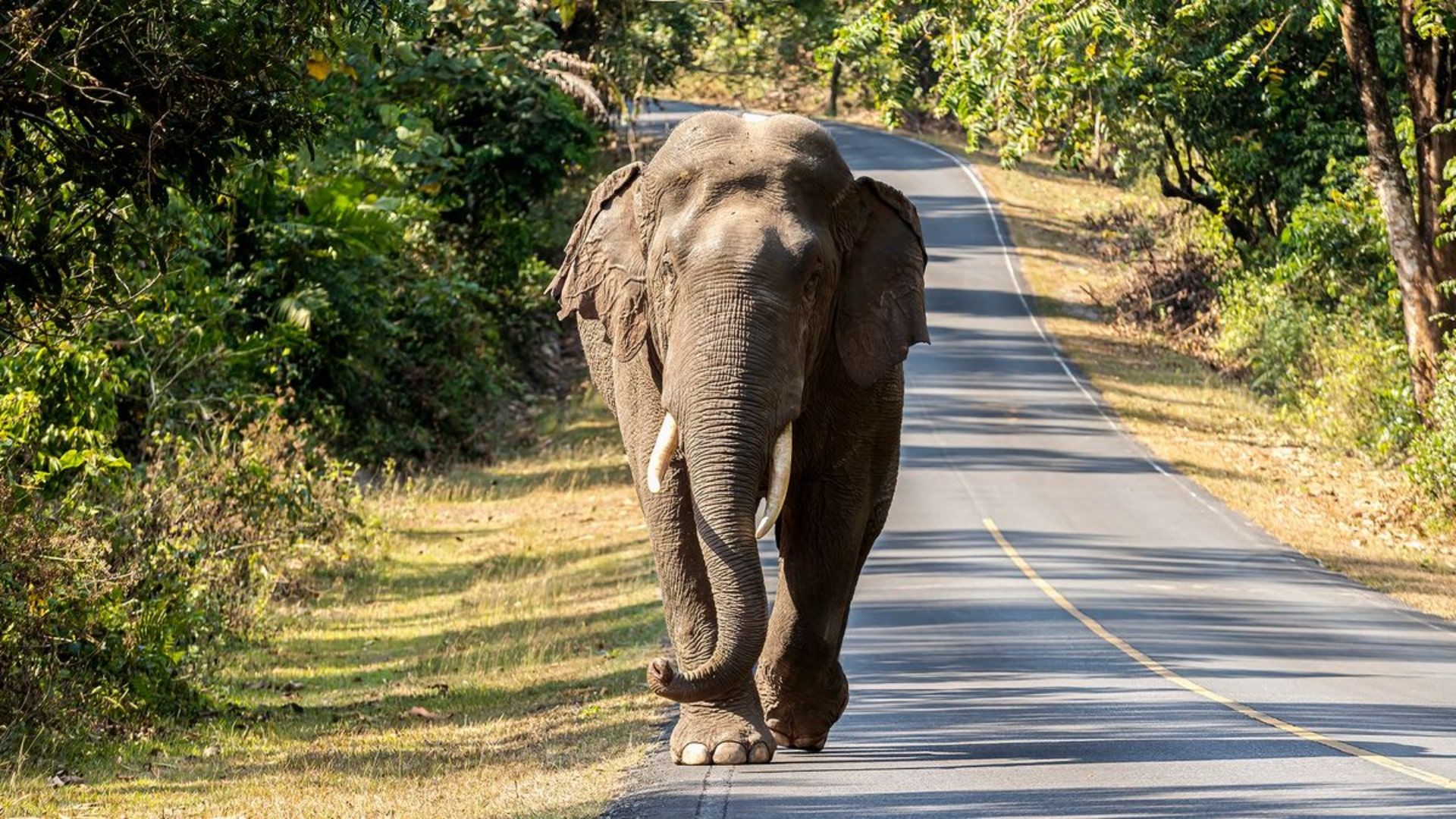 فیل آسیایی در جاده‌ی Khao در پارک ملی Yai، تایلند